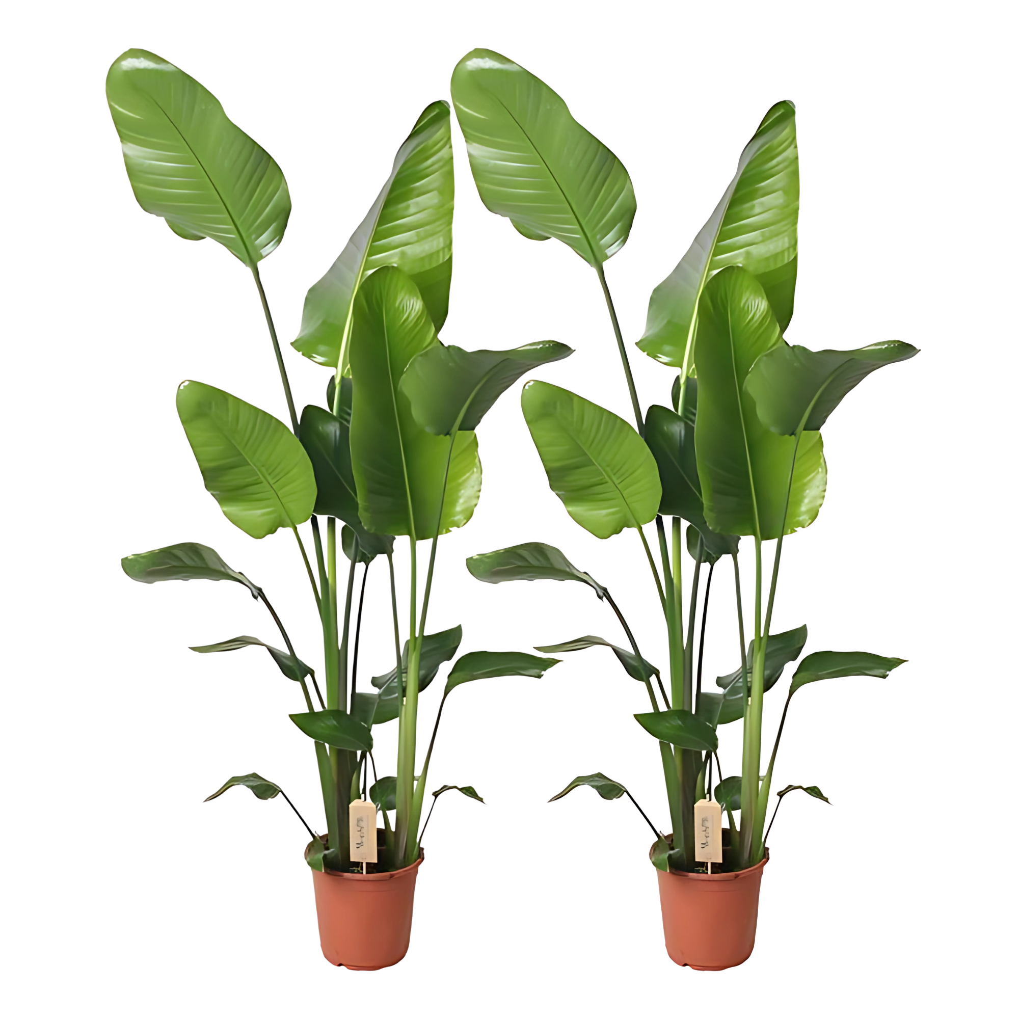 2x Paradijsvogelplant - ↕130 cm - Ø17cm