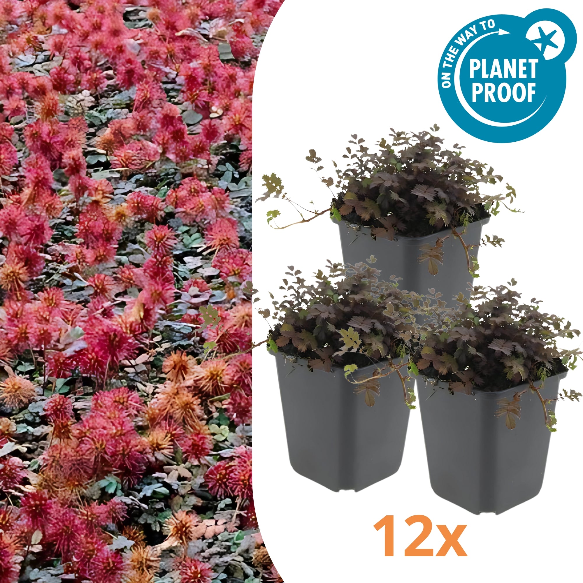 12x Koperkleurig Stekelnootje - ↕10-25cm - Ø9cm