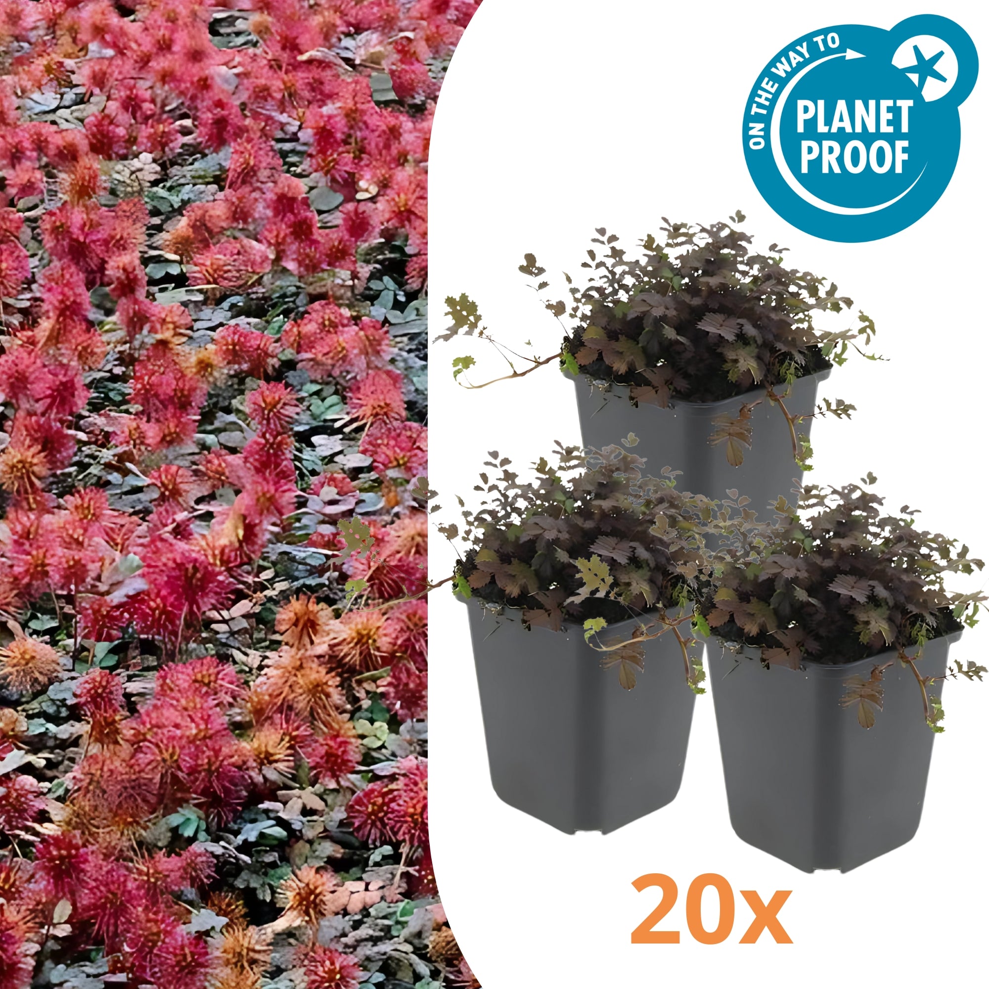 20x Koperkleurig Stekelnootje - ↕10-25cm - Ø9cm