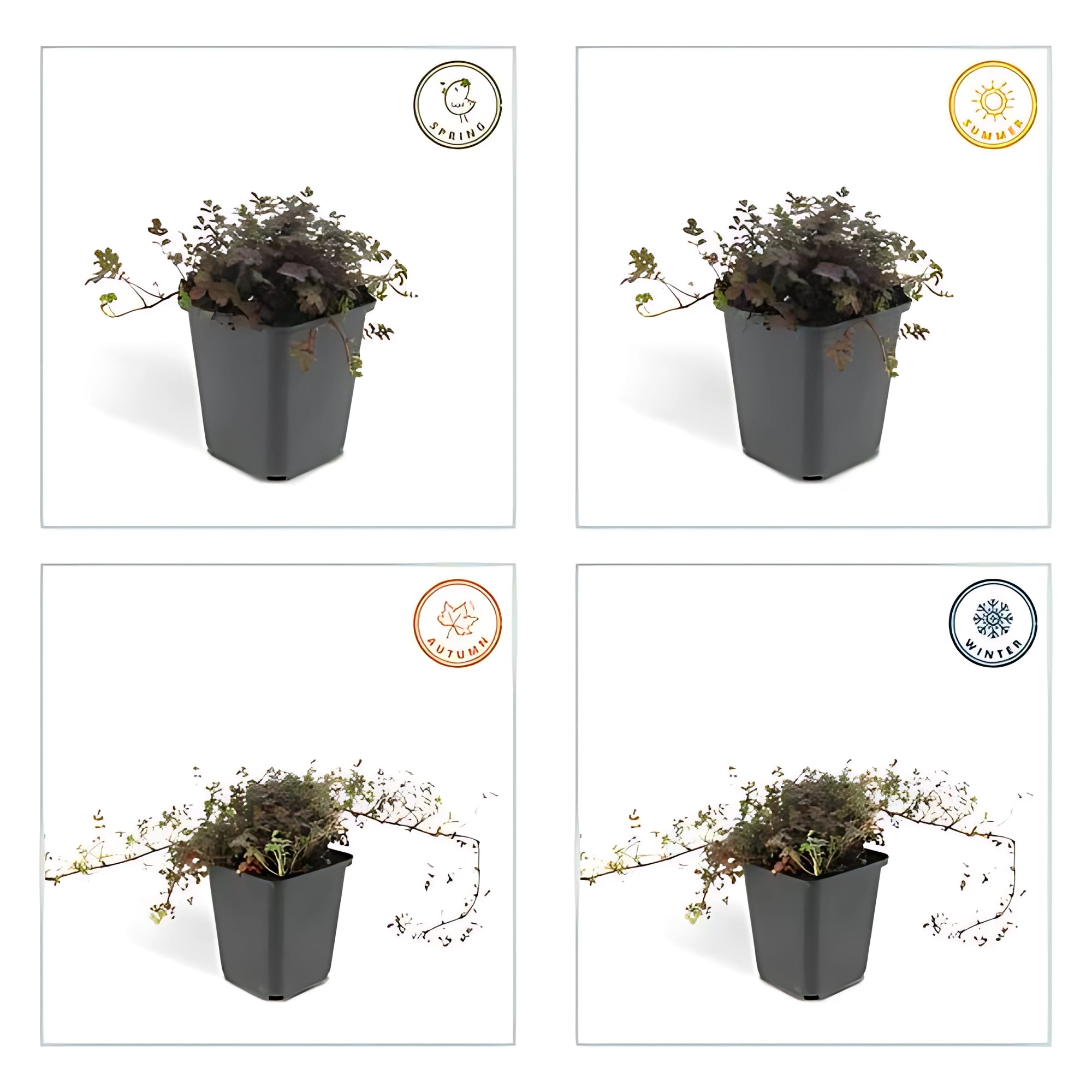 6x Koperkleurig Stekelnootje ↕10-25cm - Ø9cm