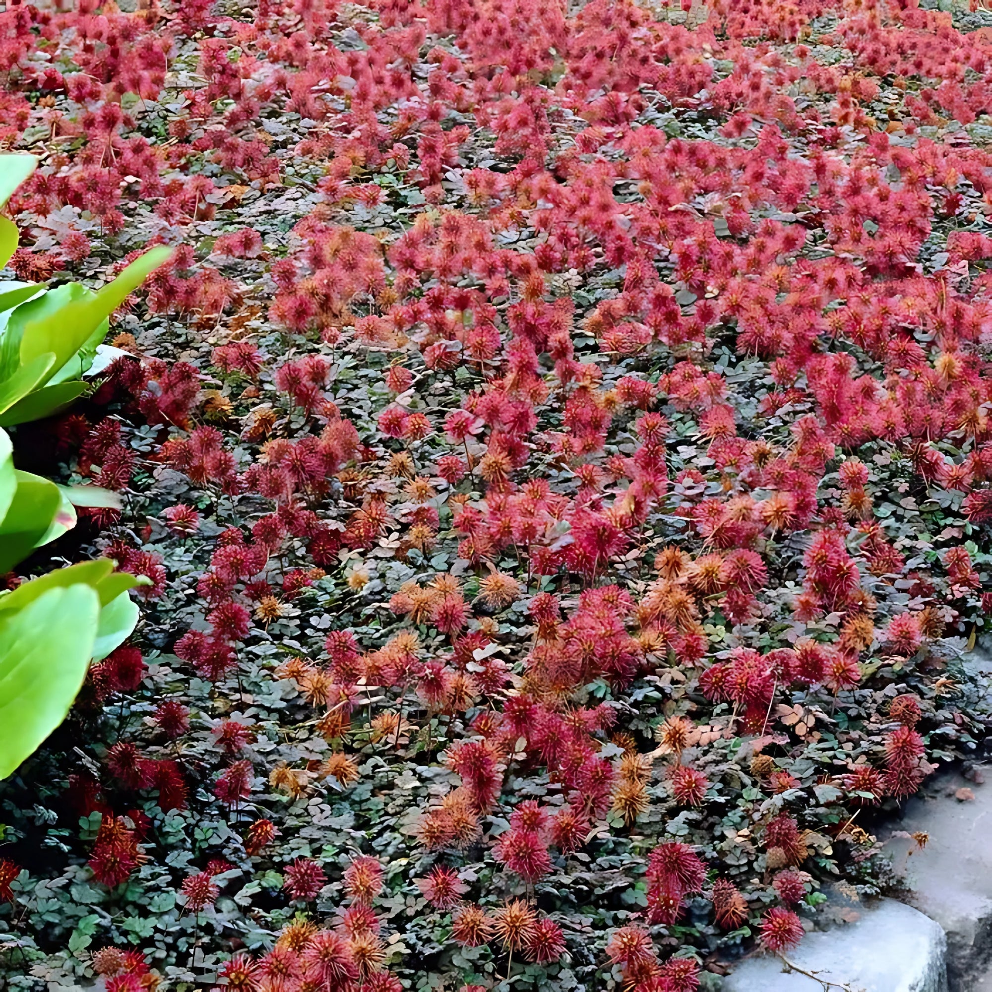 Sfeerafbeelding van planten