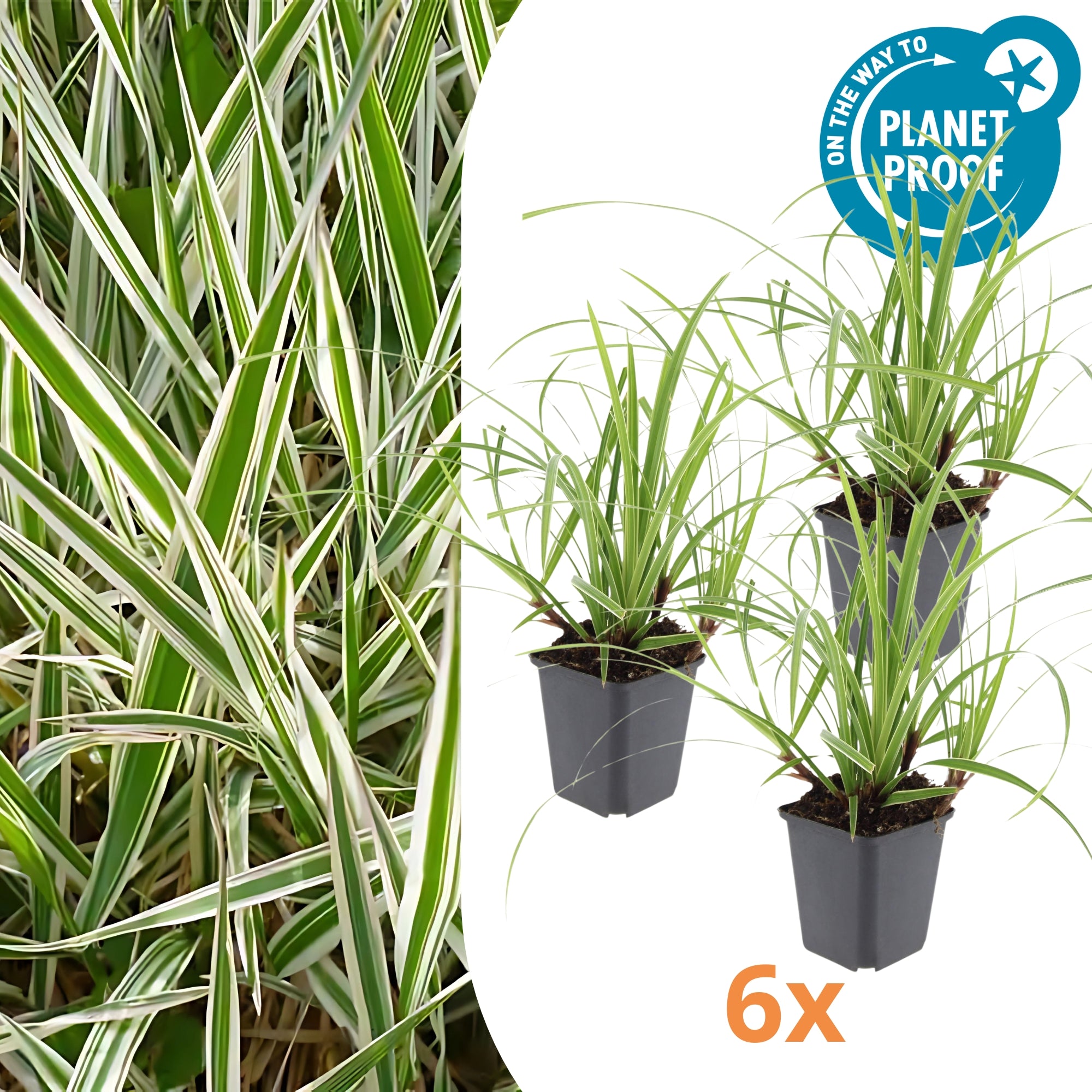 6x Japanse zegge - ↕10-25cm - Ø9cm