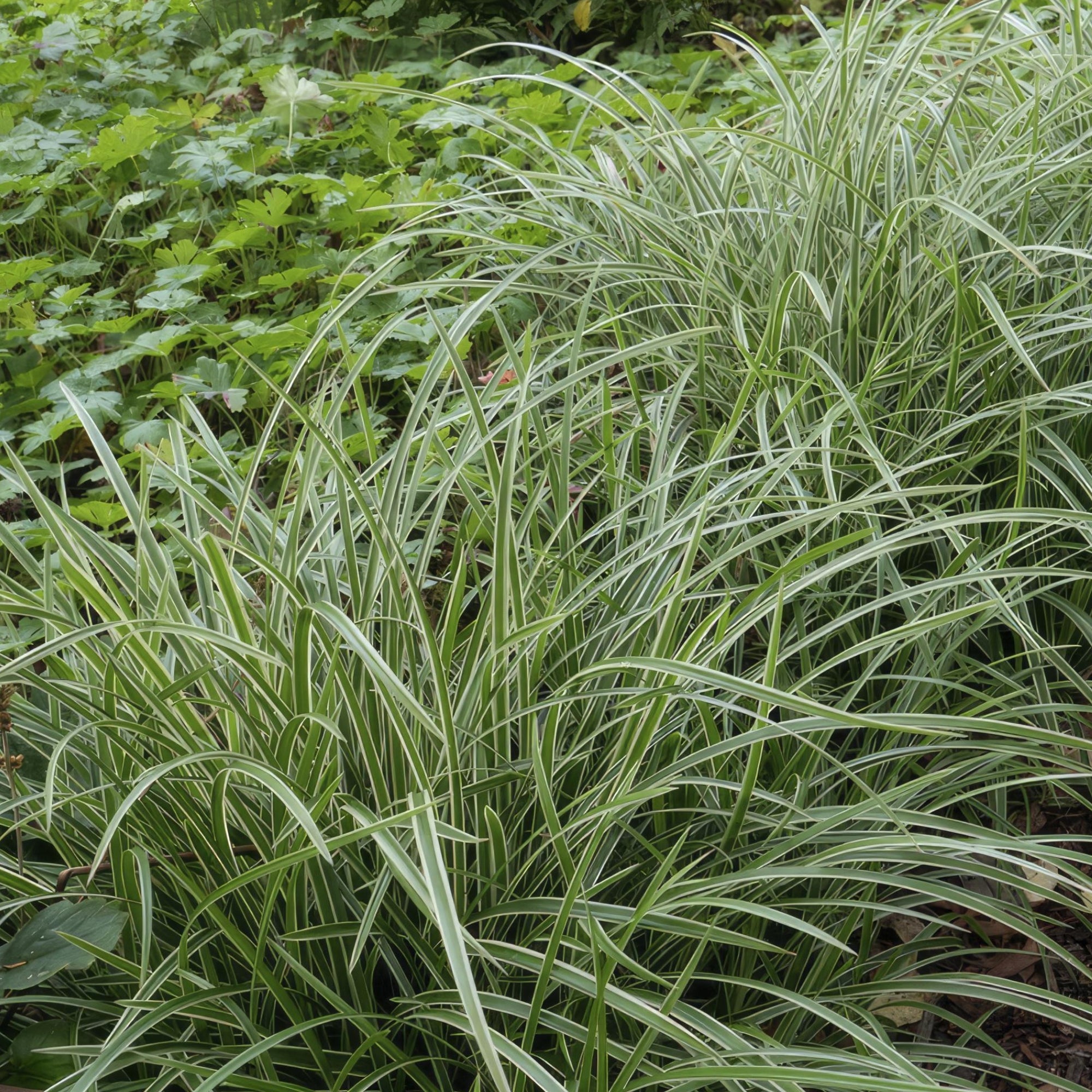 Sfeerafbeelding van planten