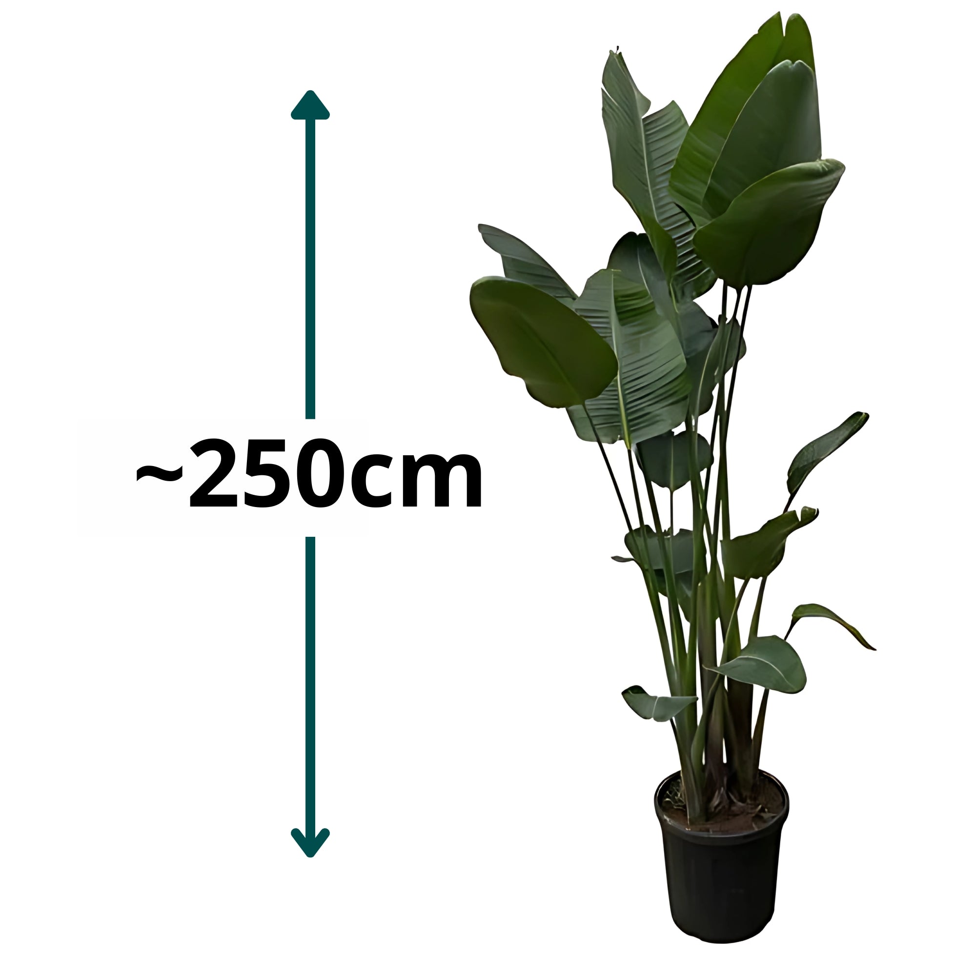 Paradijsvogelplant - β250cm - Γ50cm