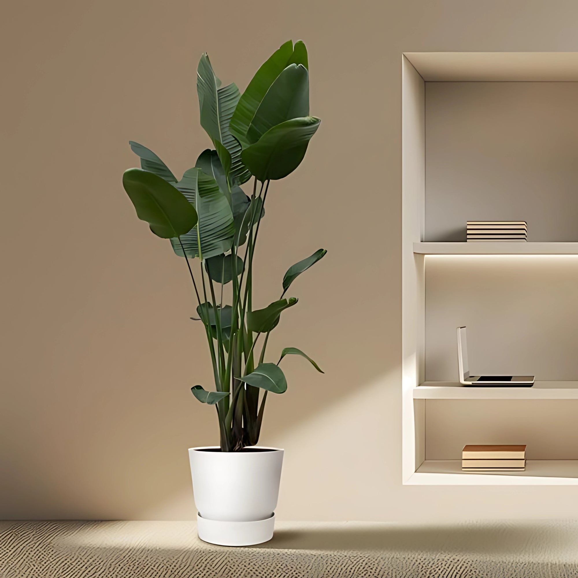 Paradijsvogelplant - ↕250cm - Ø50cm