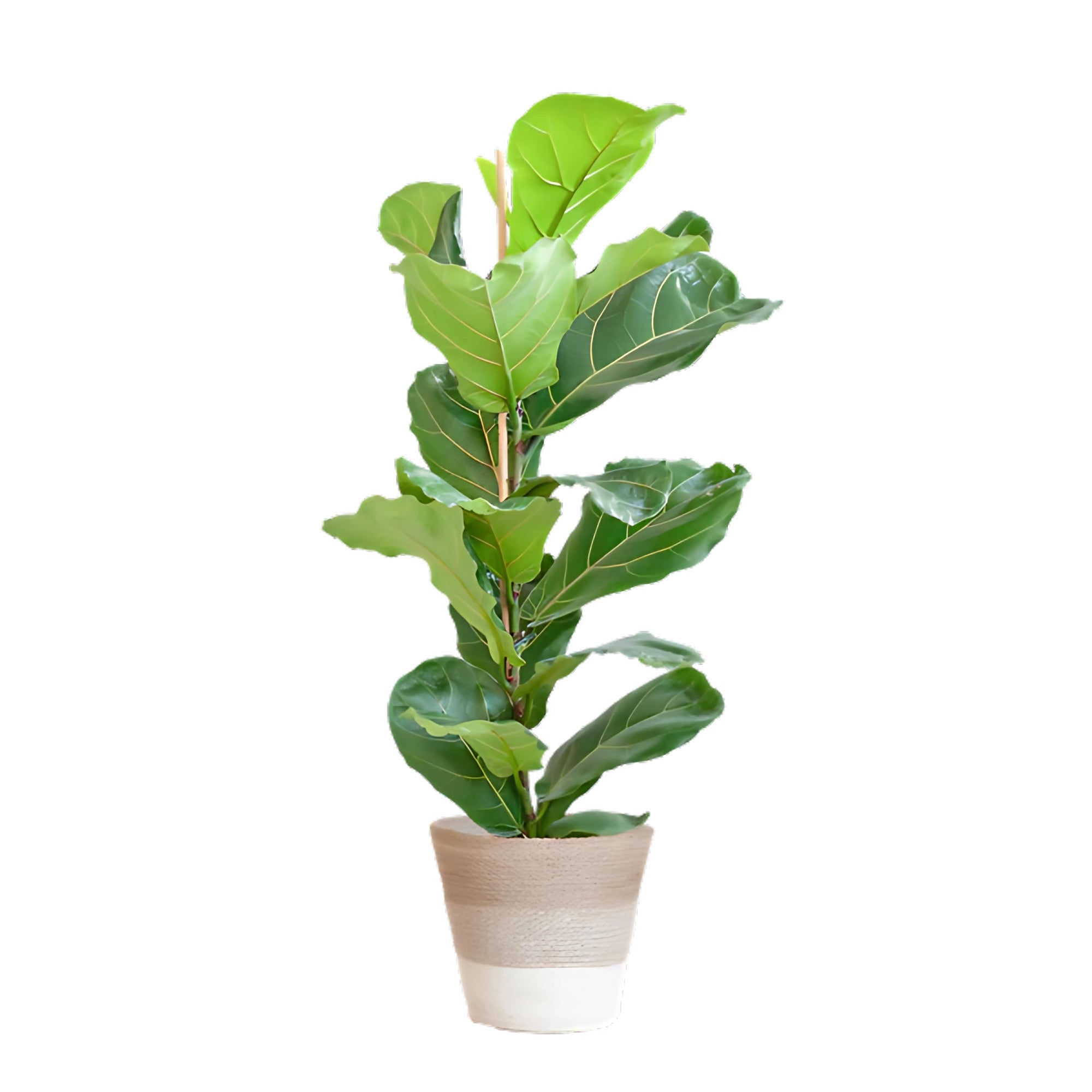 Vioolbladplant struik ↕80cm - Ø21cm | Met Lissabon mand - Wit
