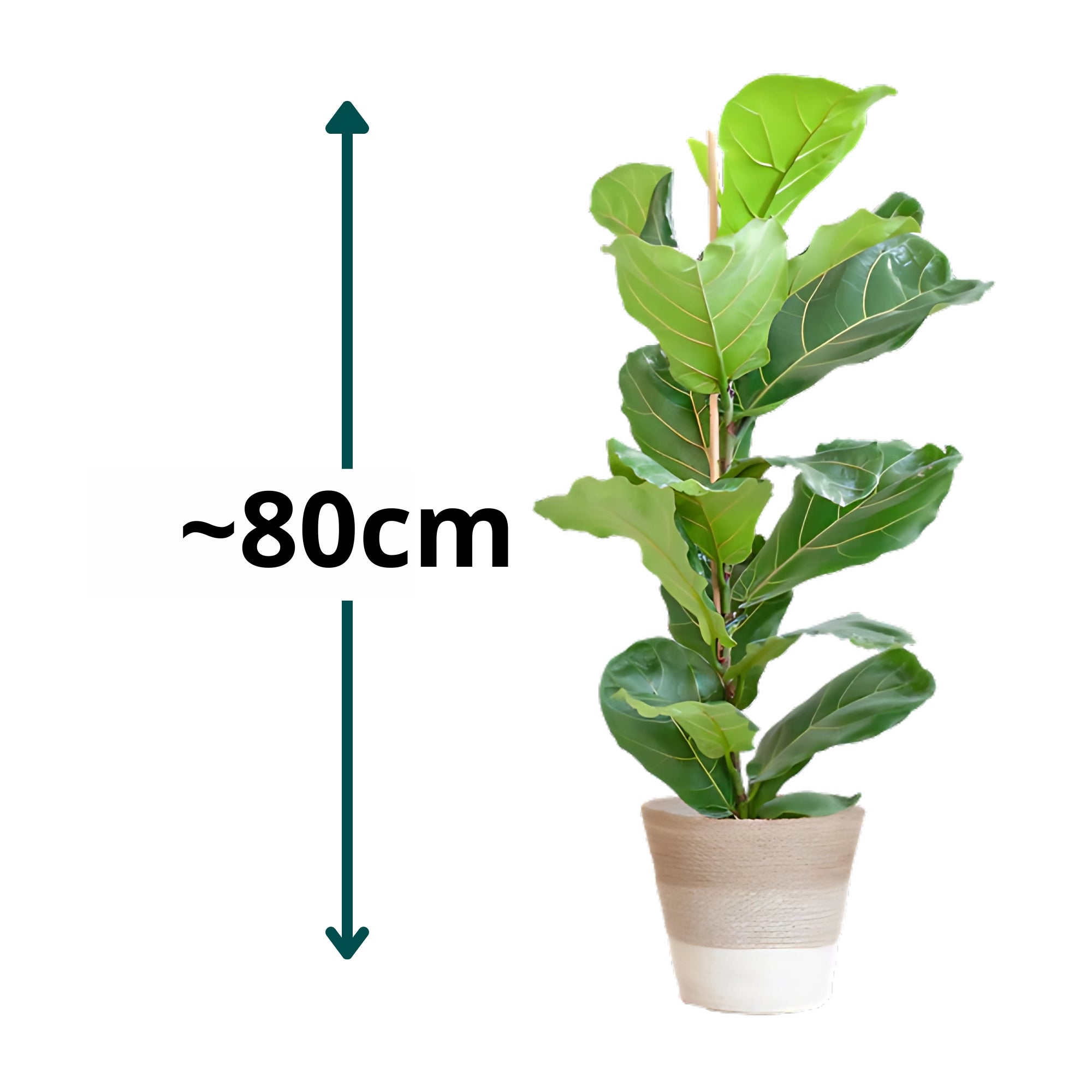 Vioolbladplant struik ↕80cm - Ø21cm | Met Lissabon mand - Wit