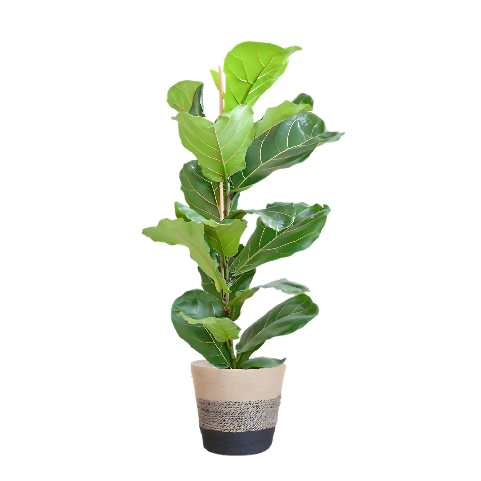 Vioolbladplant struik ↕80cm - Ø21cm | Met Lissabon mand - Zwart