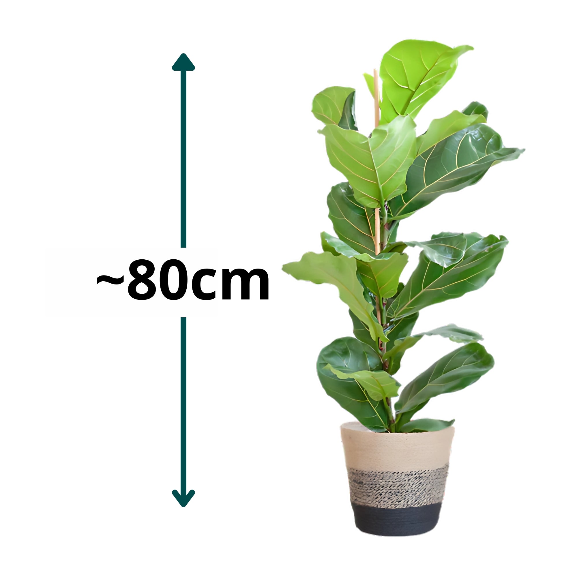Vioolbladplant struik ↕80cm - Ø21cm | Met Lissabon mand - Zwart