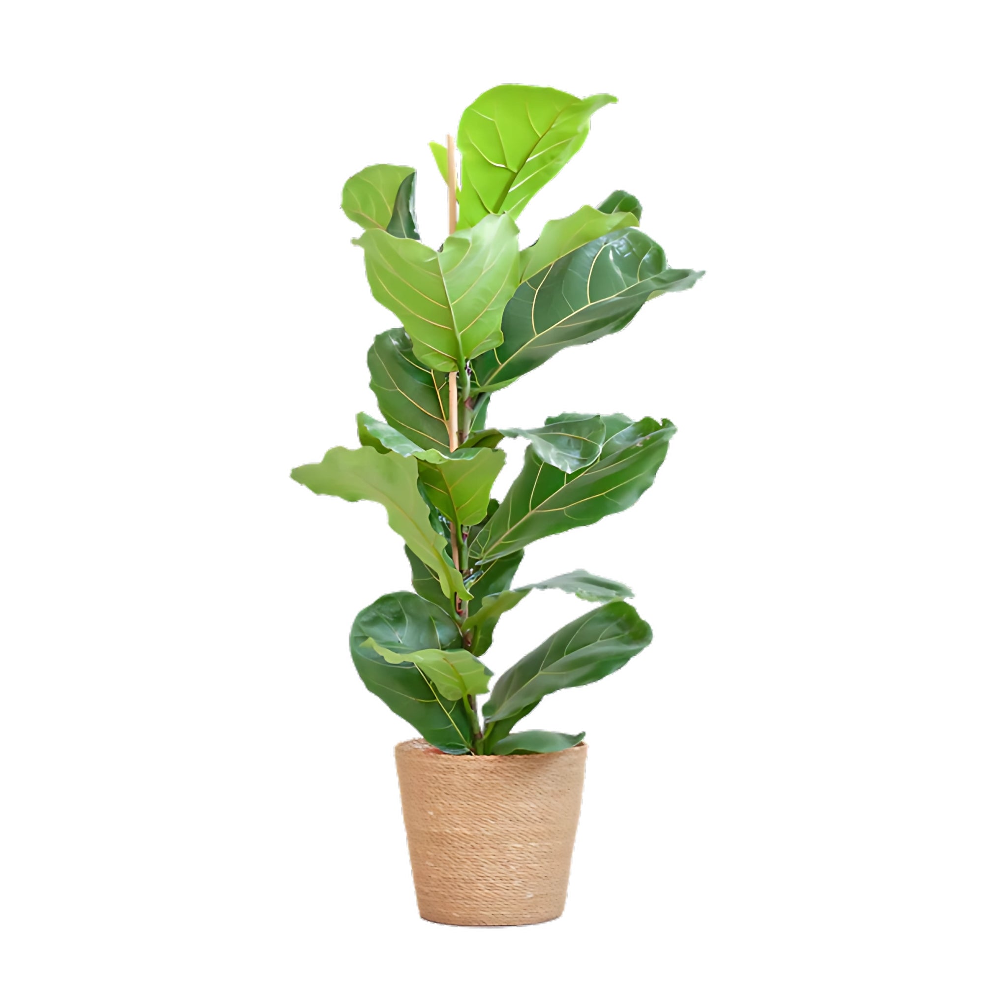 Vioolbladplant struik ↕80cm - Ø21cm | Met Sofia mand