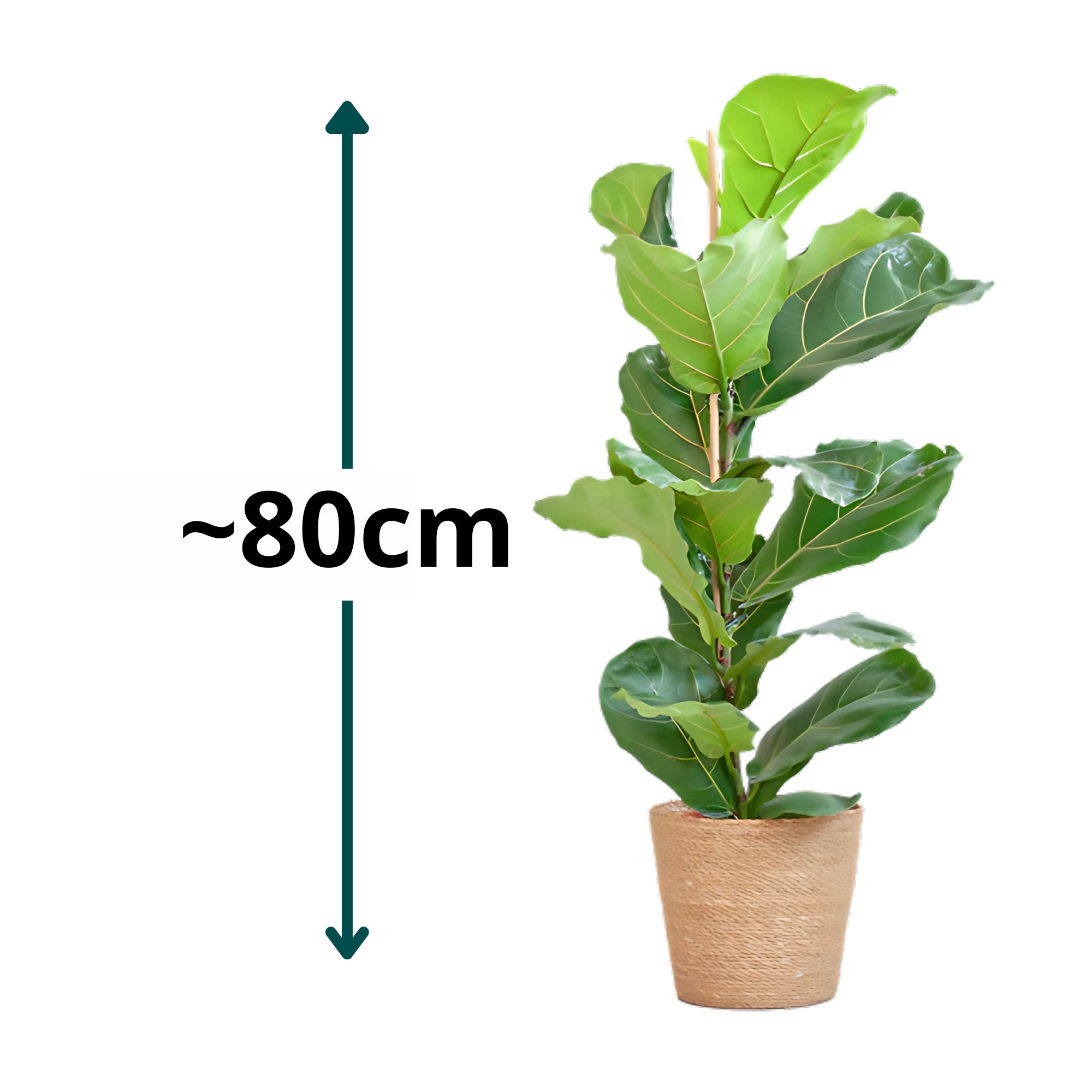 Vioolbladplant struik ↕80cm - Ø21cm | Met Sofia mand