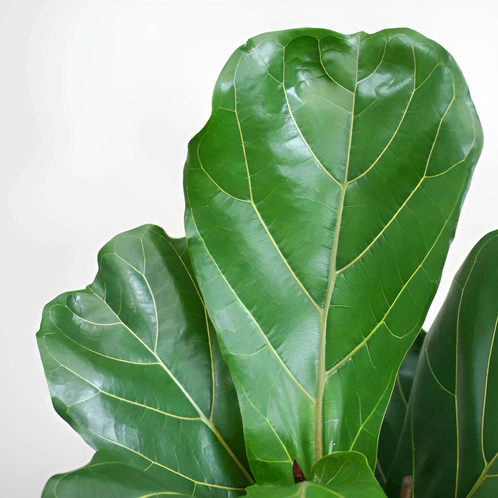 Vioolbladplant op stam XXL - ↕200cm - Ø40cm