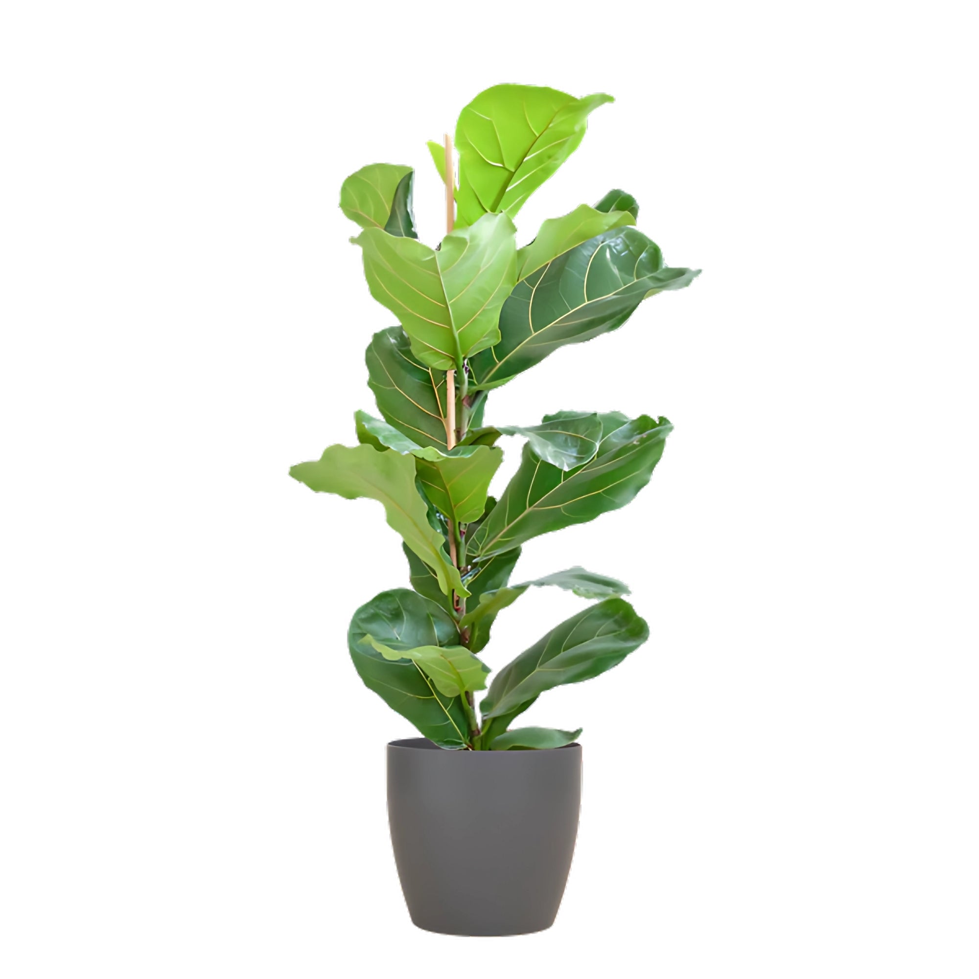 Vioolbladplant struik ↕80cm - Ø21cm | Met Viber pot - Grijs