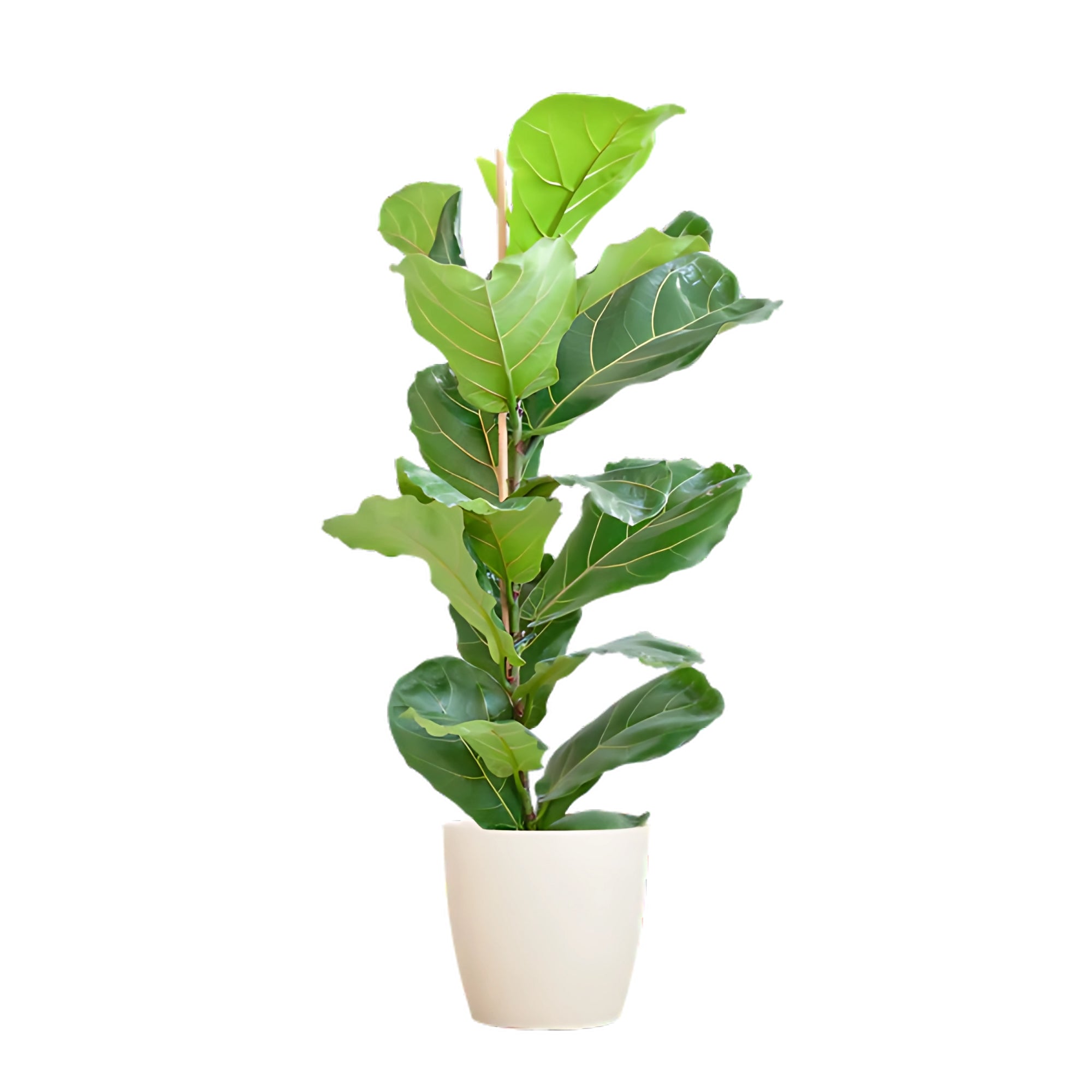 Vioolbladplant struik ↕80cm - Ø21cm | Met Viber pot - Wit