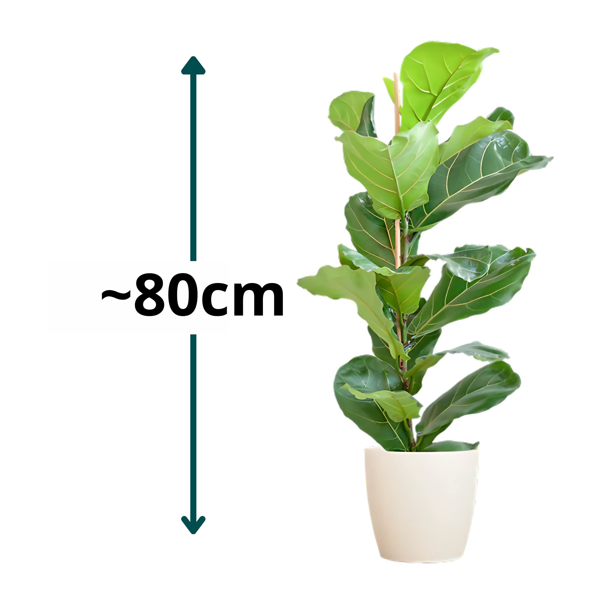 Vioolbladplant struik ↕80cm - Ø21cm | Met Viber pot - Wit