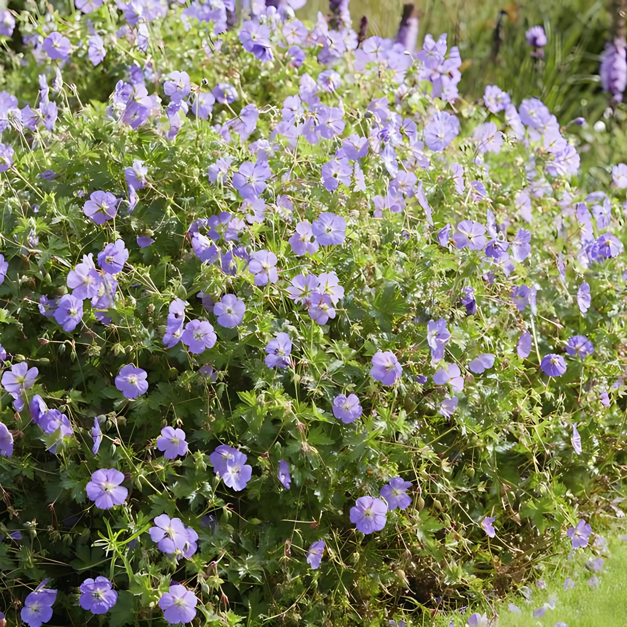 Sfeerafbeelding van planten