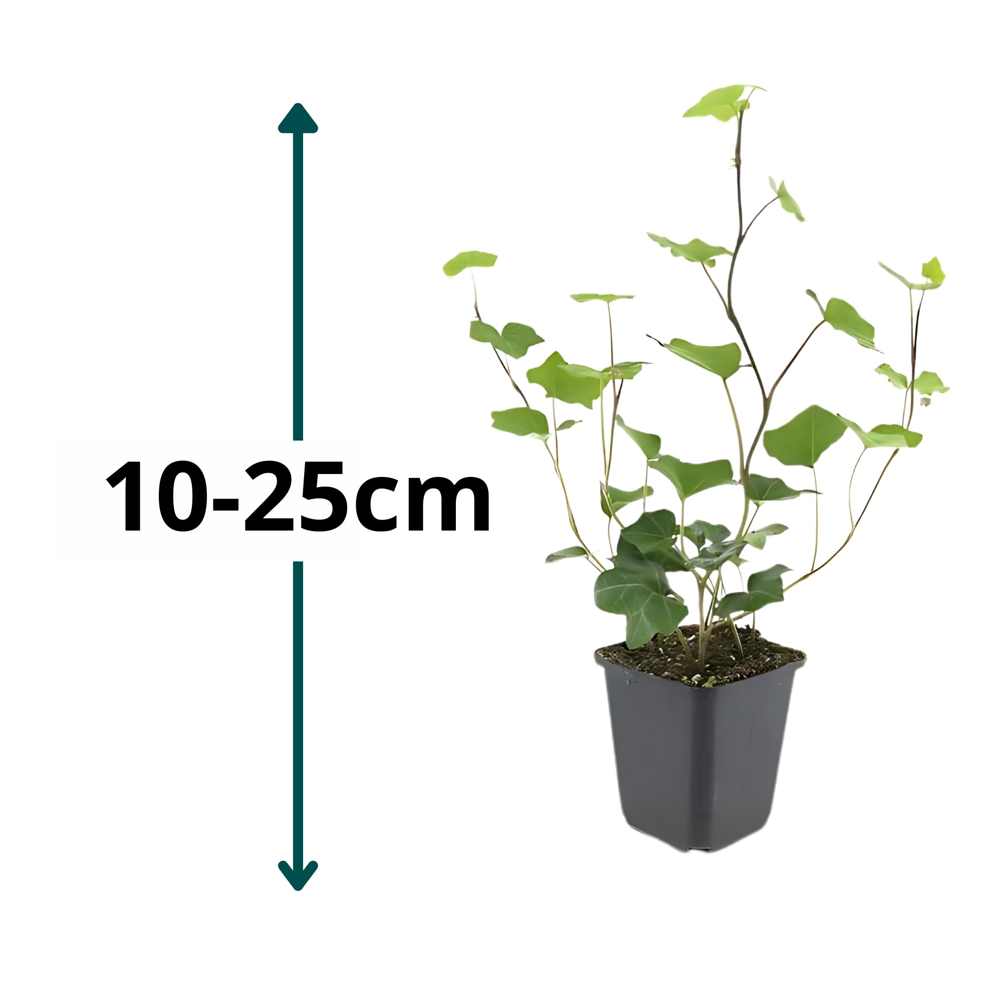 6x Ierse Klimop - ↕10-25cm - Ø9cm