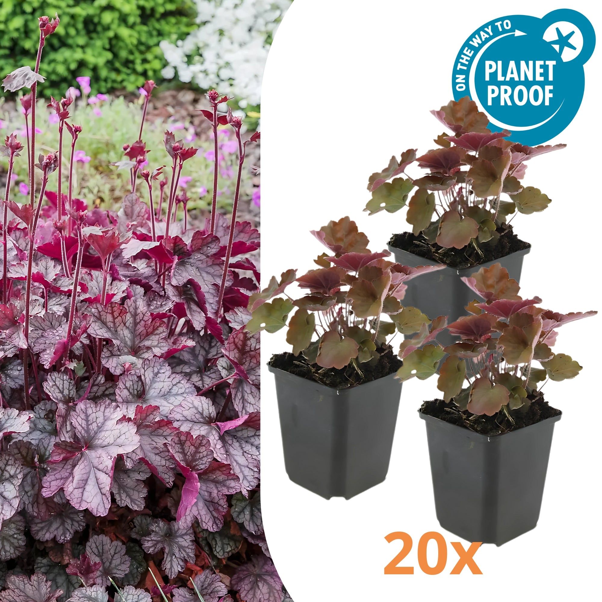 20x Purperklokje - ↕10-25cm - Ø9cm