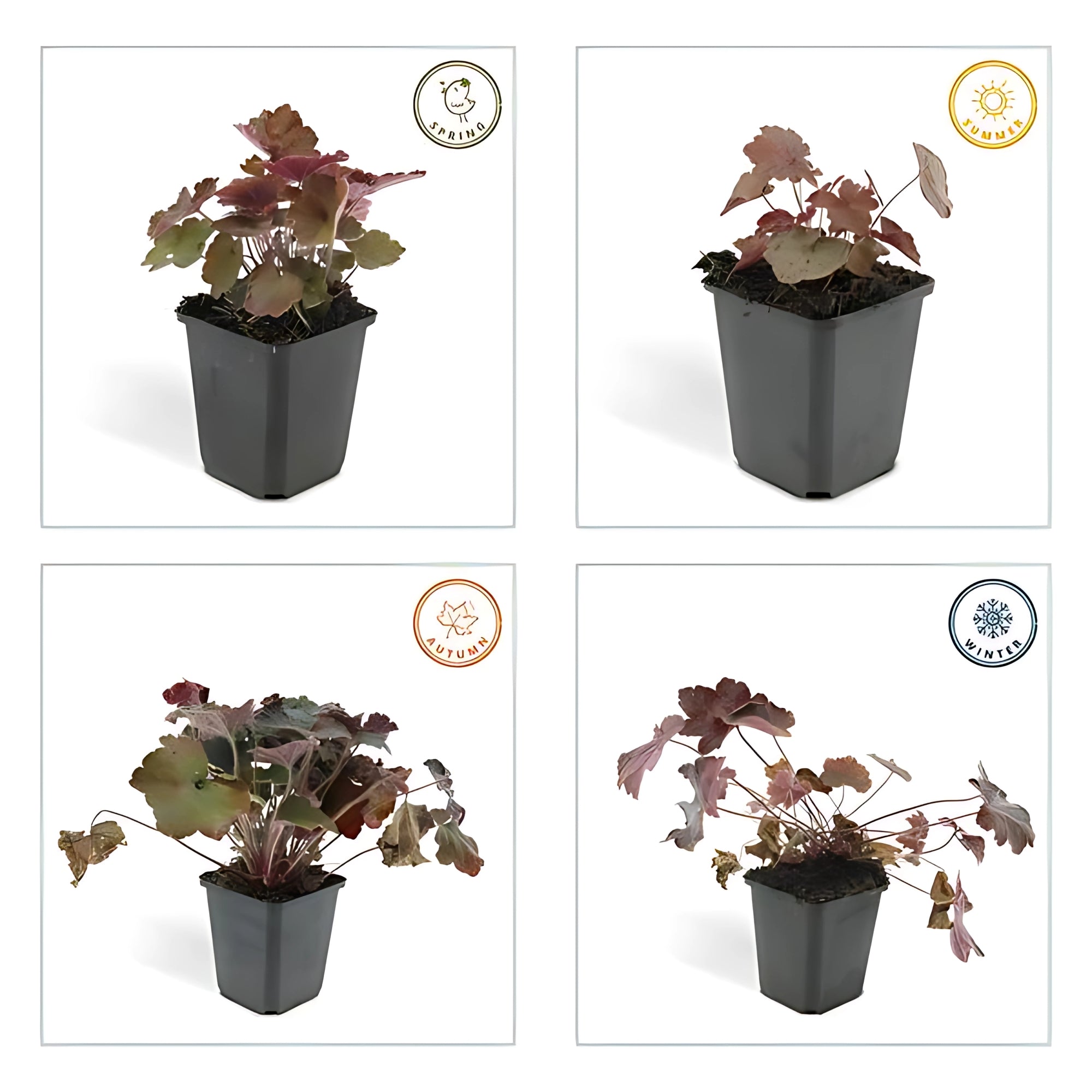 6x Purperklokje - ↕10-25cm - Ø9cm