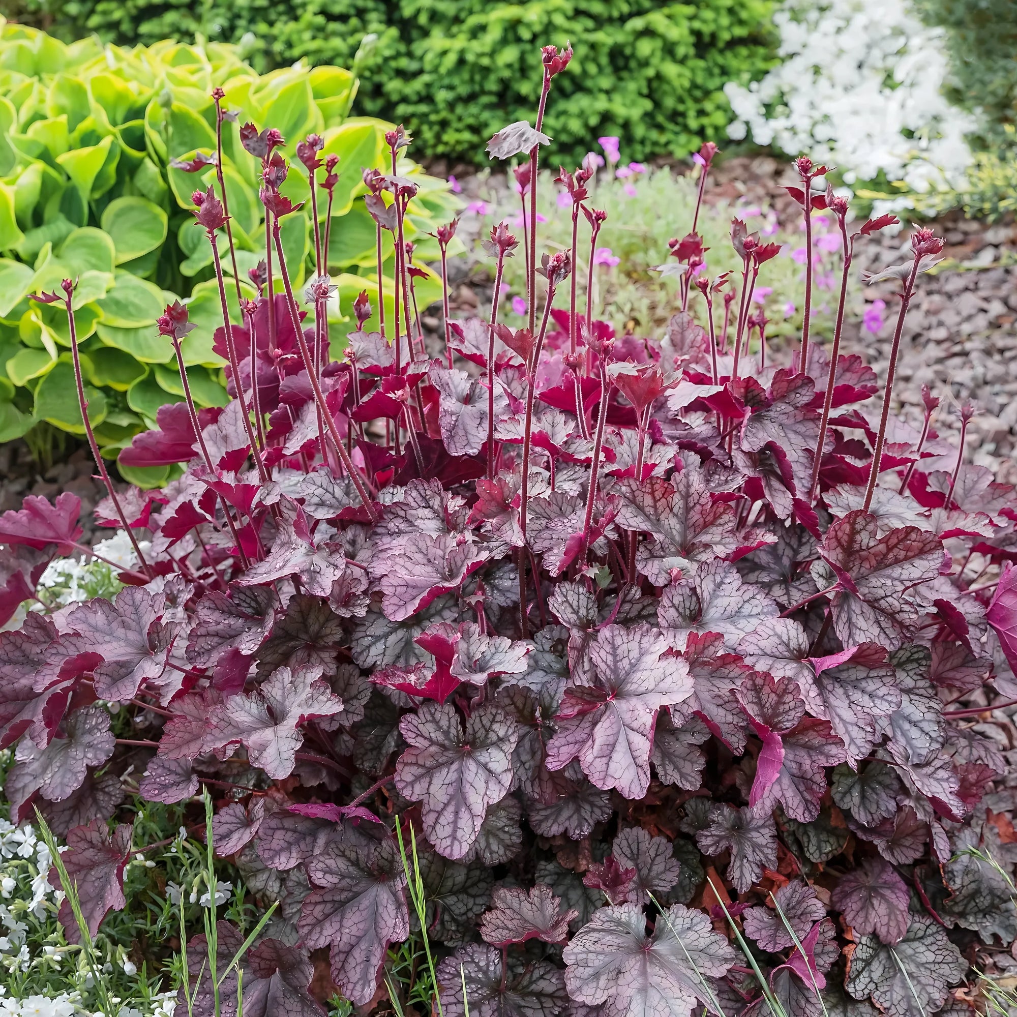 Sfeerafbeelding van planten