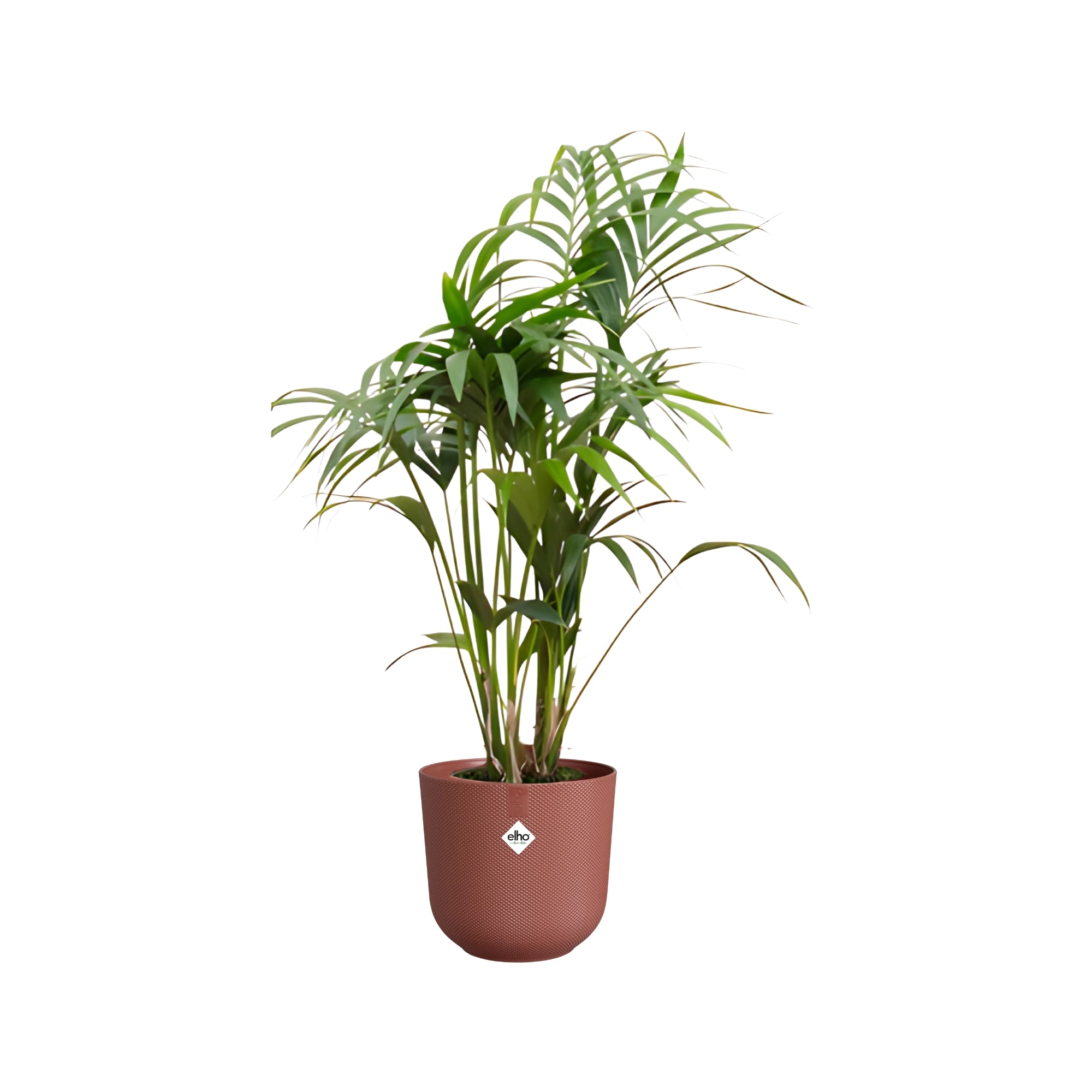 Kentia Palm ↕130cm - Ø26cm | Met ronde Elho Jazz pot - Toscaans rood