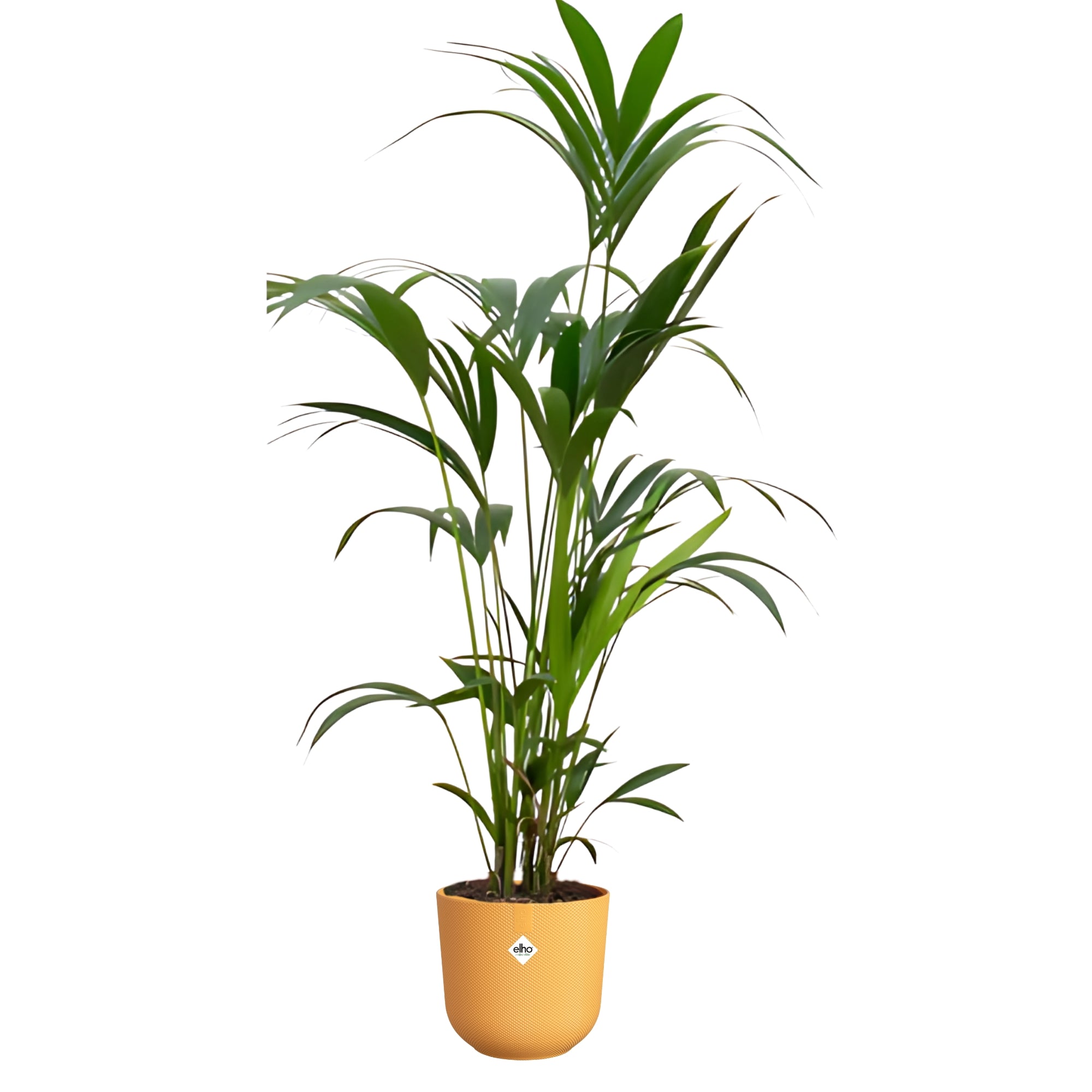 Kentia Palm ↕160cm - Ø26cm | Met ronde Elho Jazz pot - Amber geel