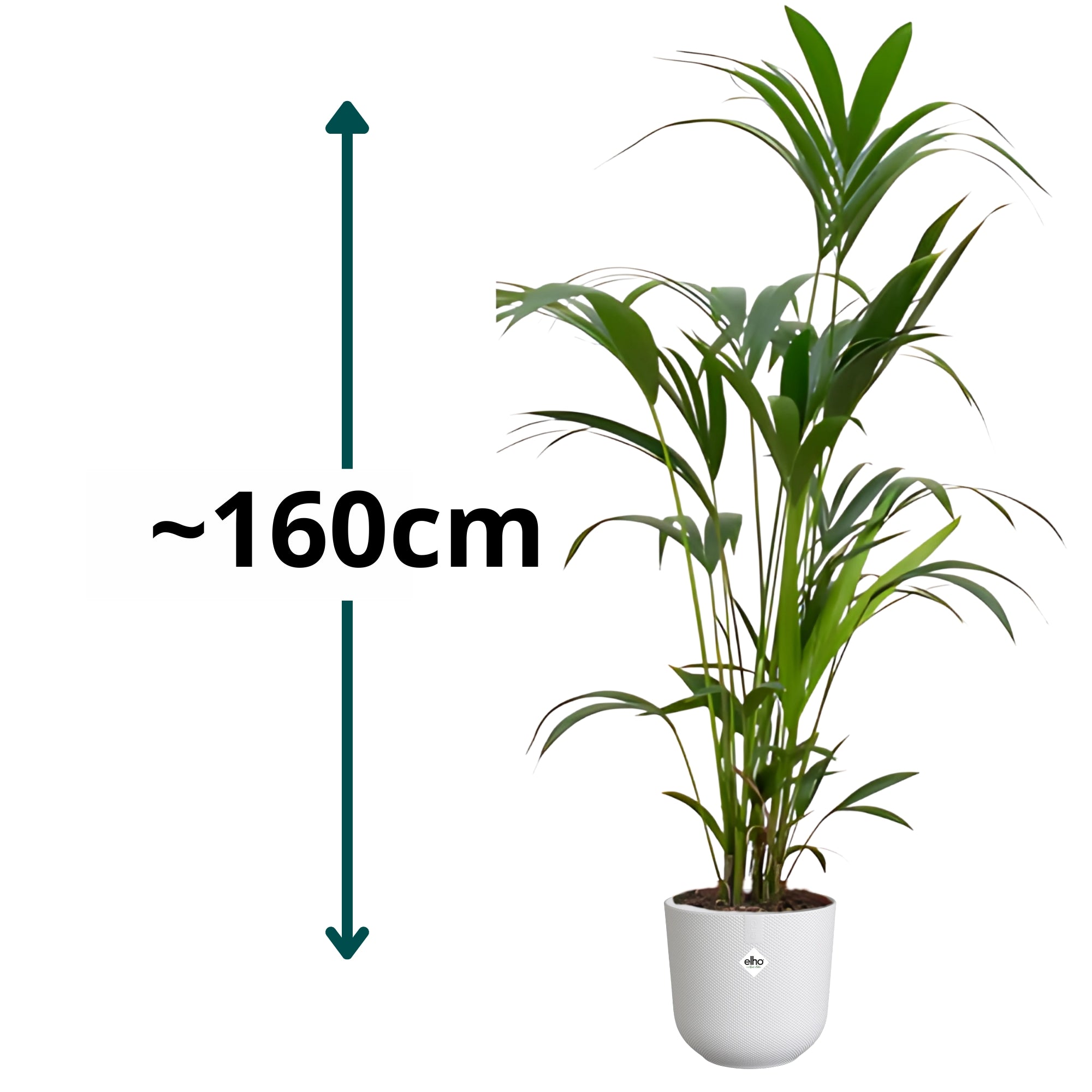 Kentia Palm ↕160cm - Ø26cm | Met ronde Elho Jazz pot - Zijdewit