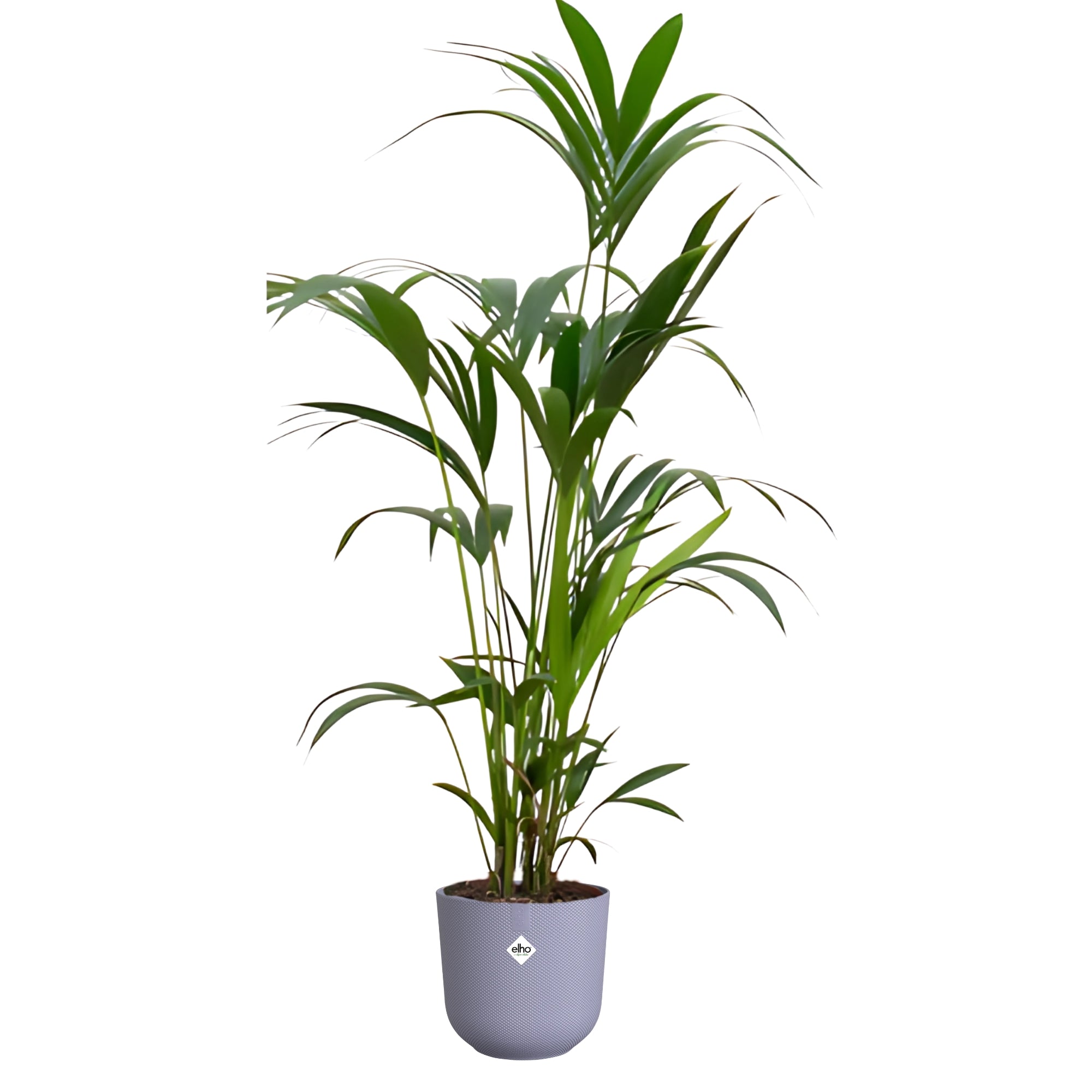Kentia Palm ↕160cm - Ø26cm | Met ronde Elho Jazz pot - Lavendel Lila