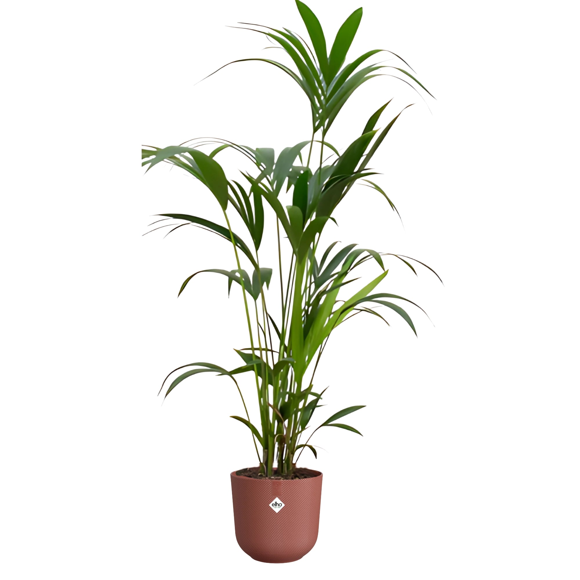 Kentia Palm ↕160cm - Ø26cm | Met ronde Elho Jazz pot - Toscaans rood