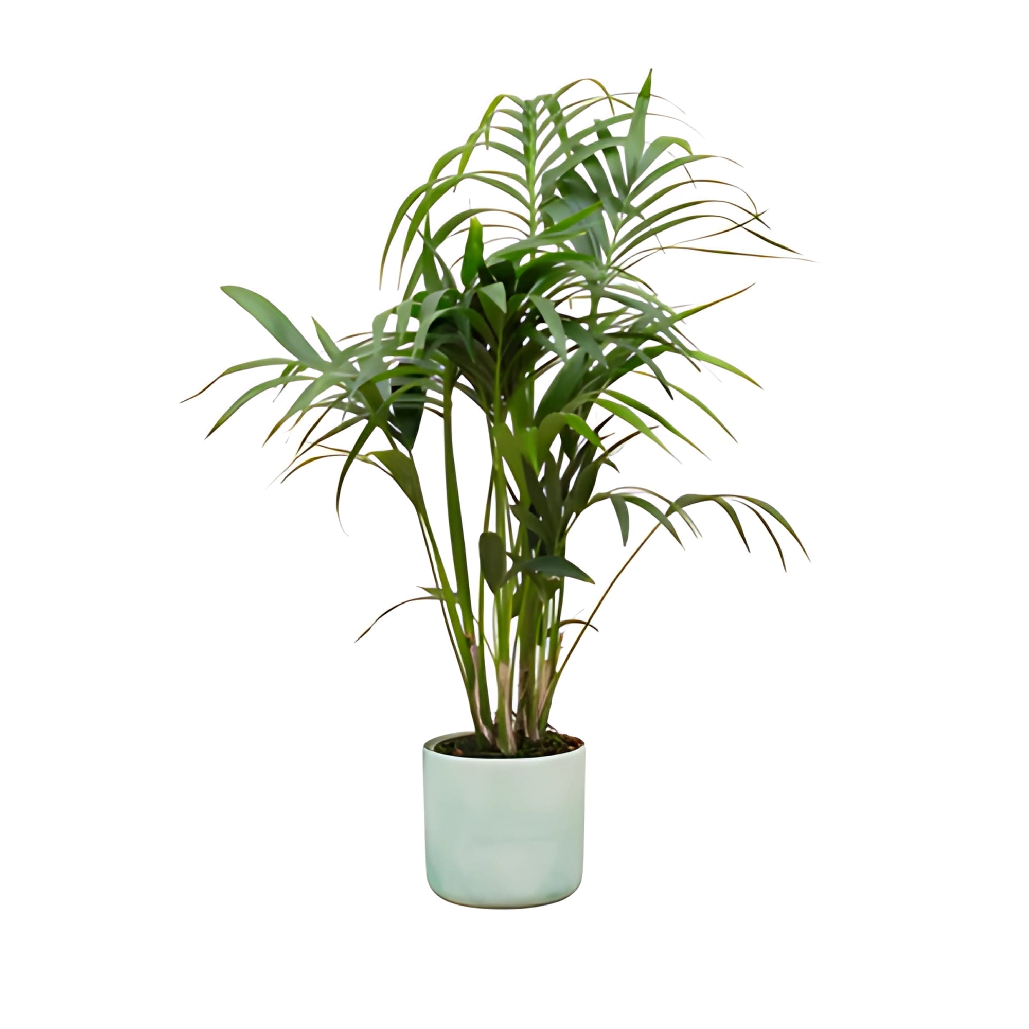 Kentia Palm ↕130cm - Ø22cm | Met ronde Elho Ocean pot - Pacifisch groen