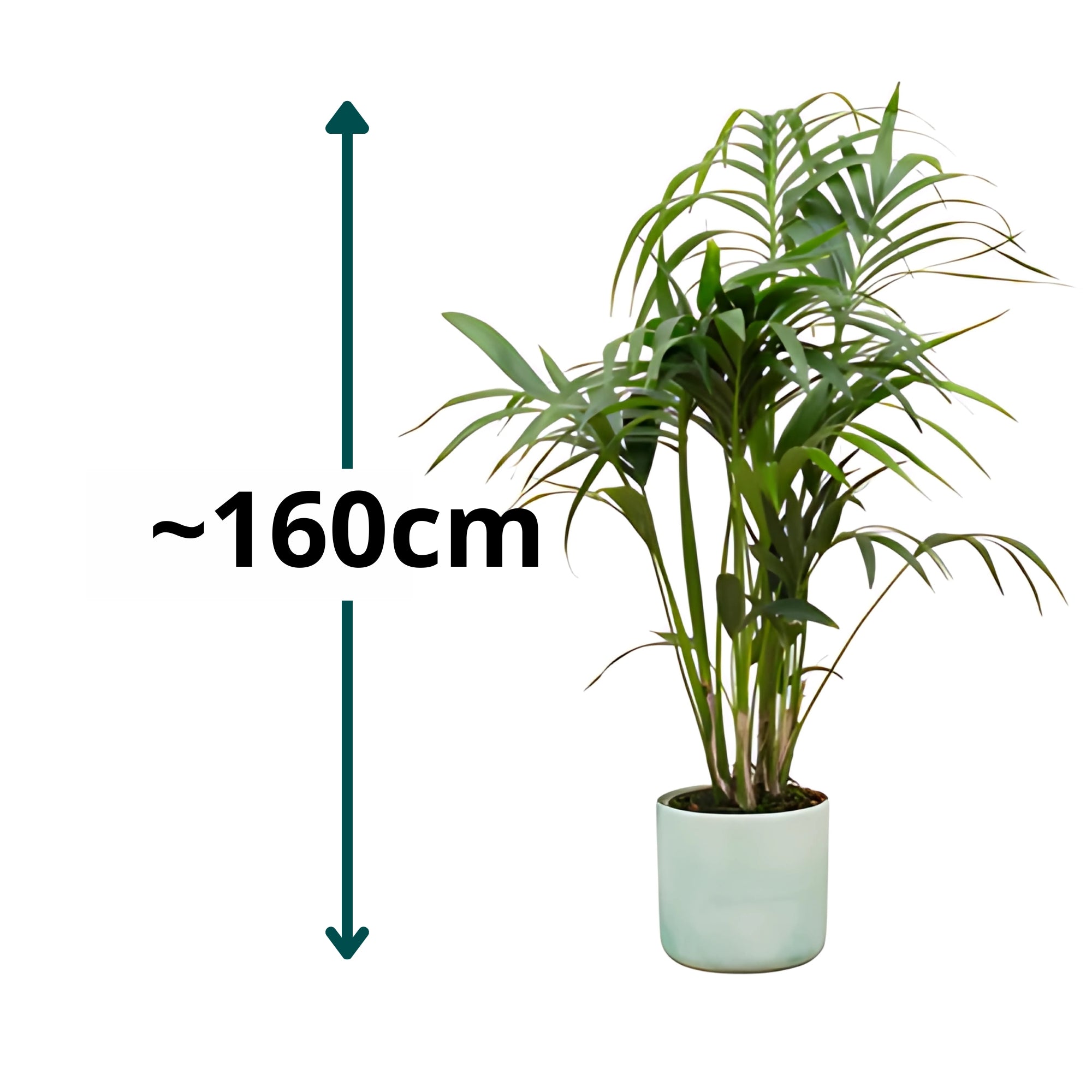 Kentia Palm ↕130cm - Ø22cm | Met ronde Elho Ocean pot - Pacifisch groen