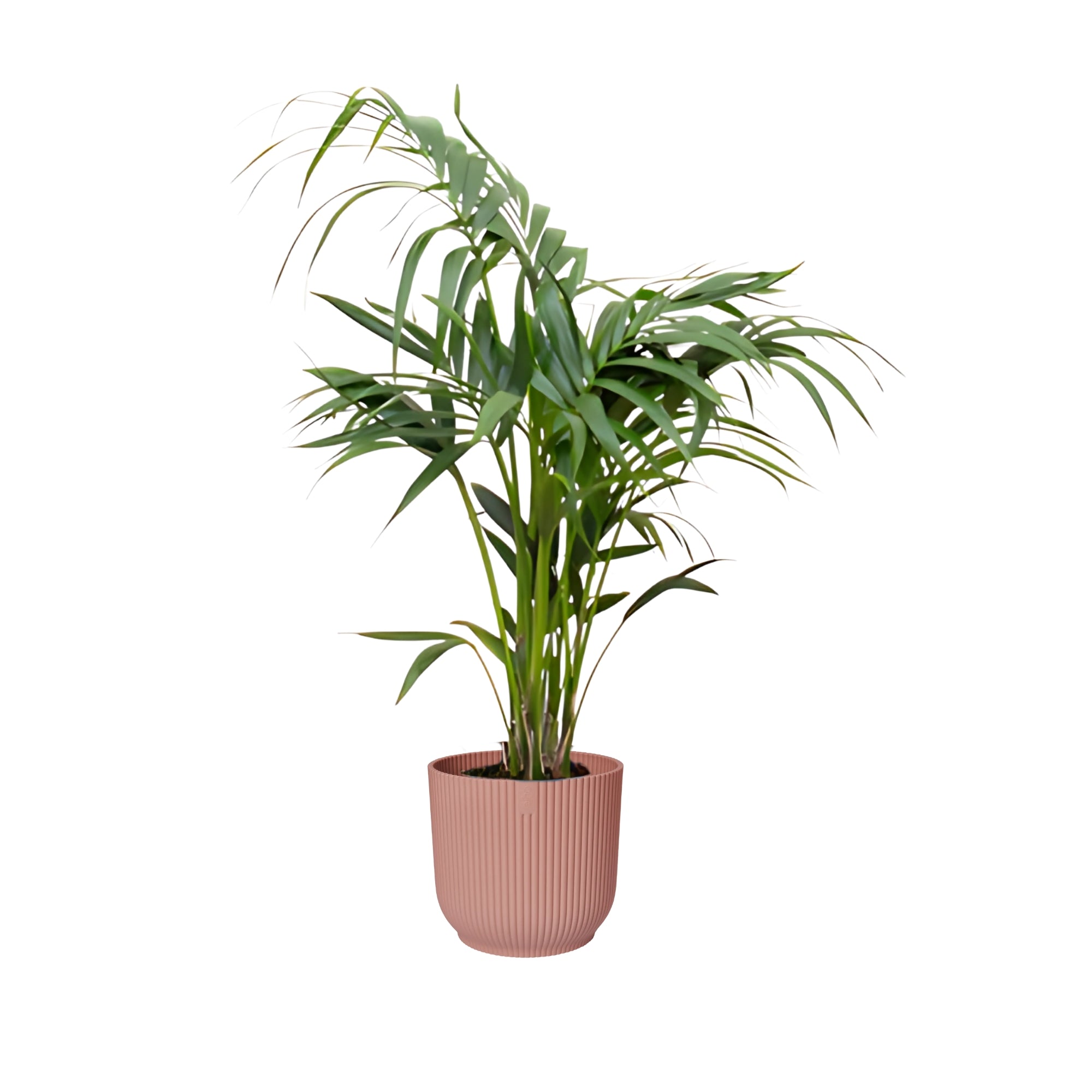 Kentia Palm ↕130cm - Ø25cm | Met ronde Elho Vibes Fold pot - Delicaat roze