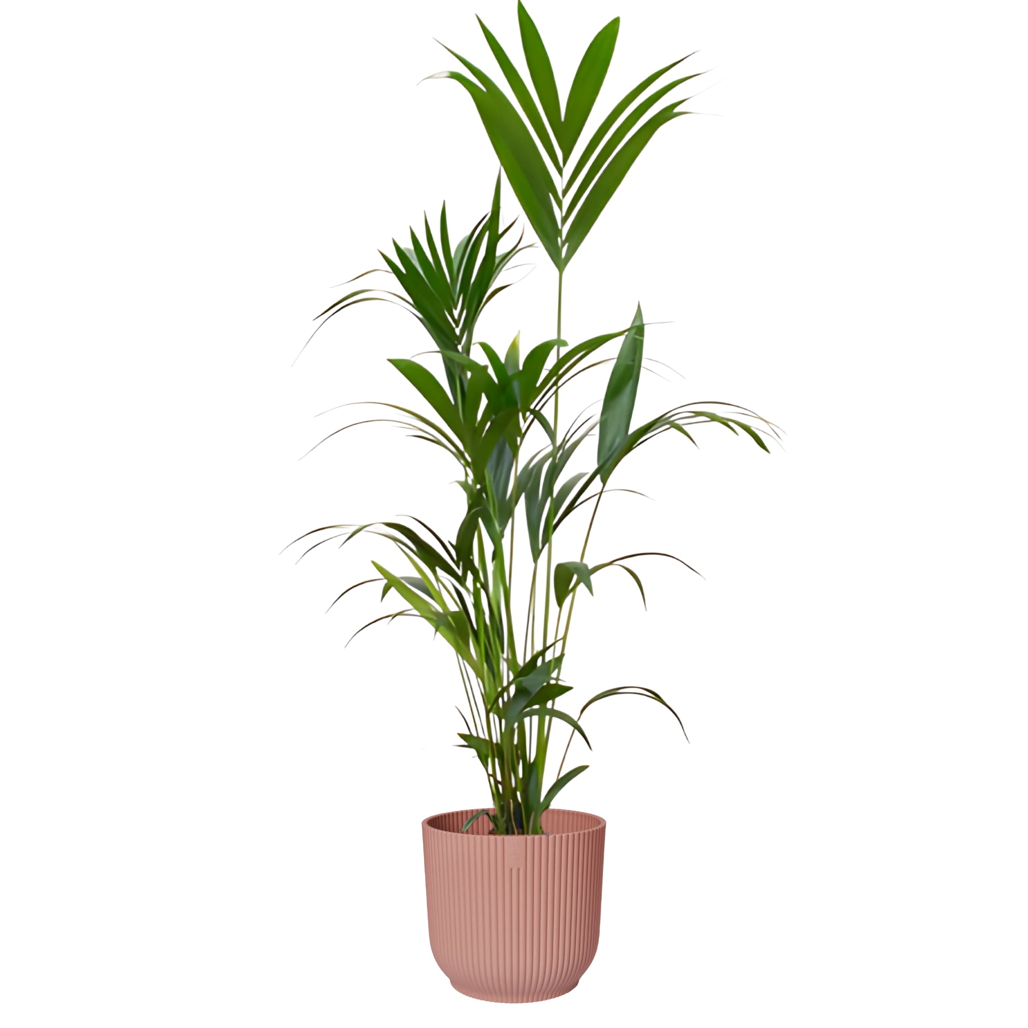 Kentia Palm ↕160cm - Ø30cm | Met ronde Elho Vibes Fold pot - Delicaat Roze