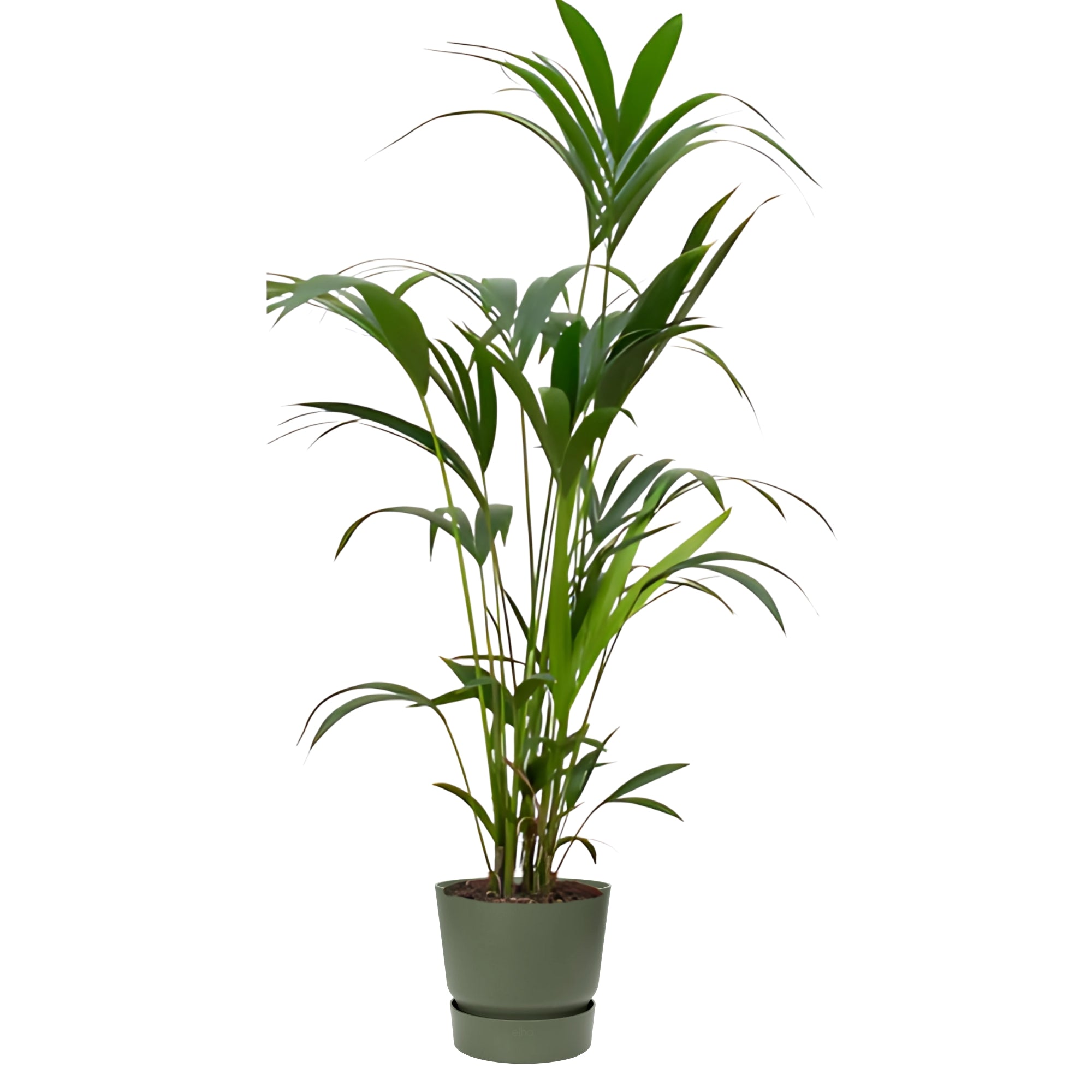 Kentia Palm ↕160cm - Ø30cm | Met ronde Elho Greenville pot - Blad groen