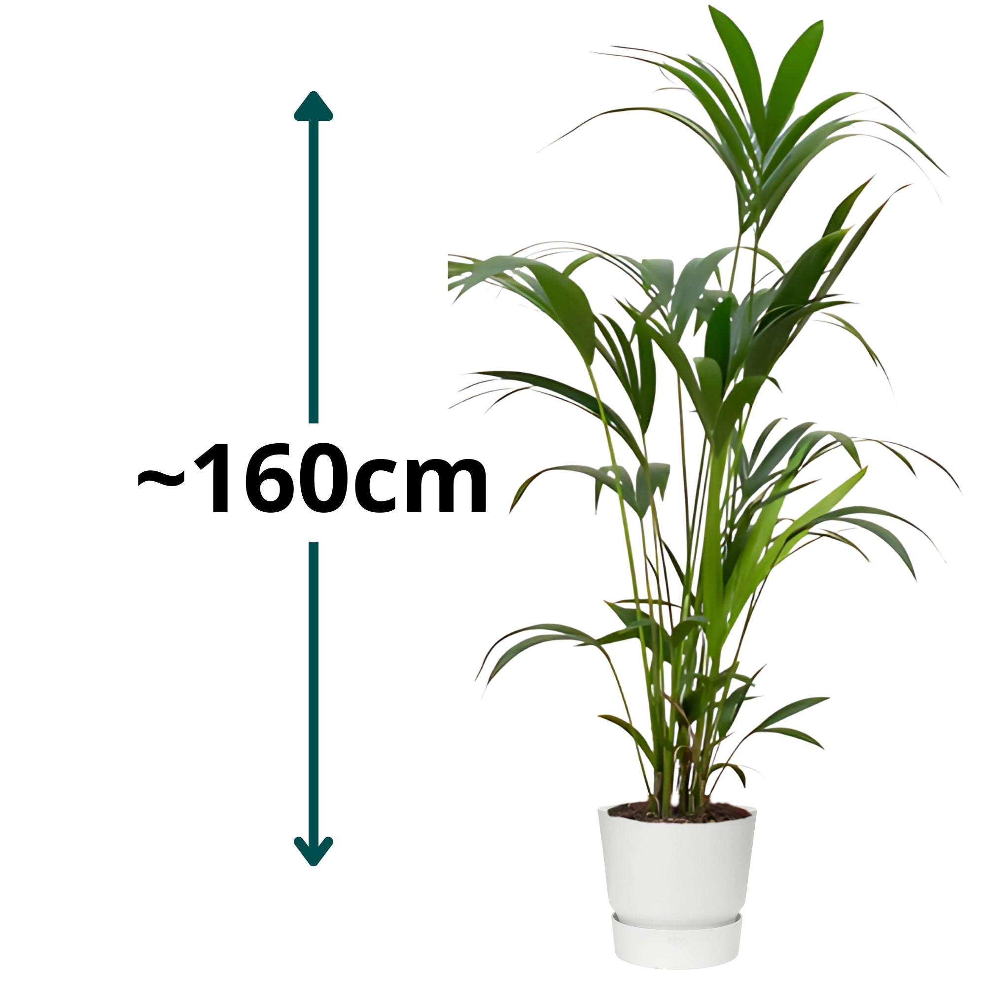 Kentia Palm ↕160cm - Ø30cm | Met ronde Elho Greenville pot - Wit