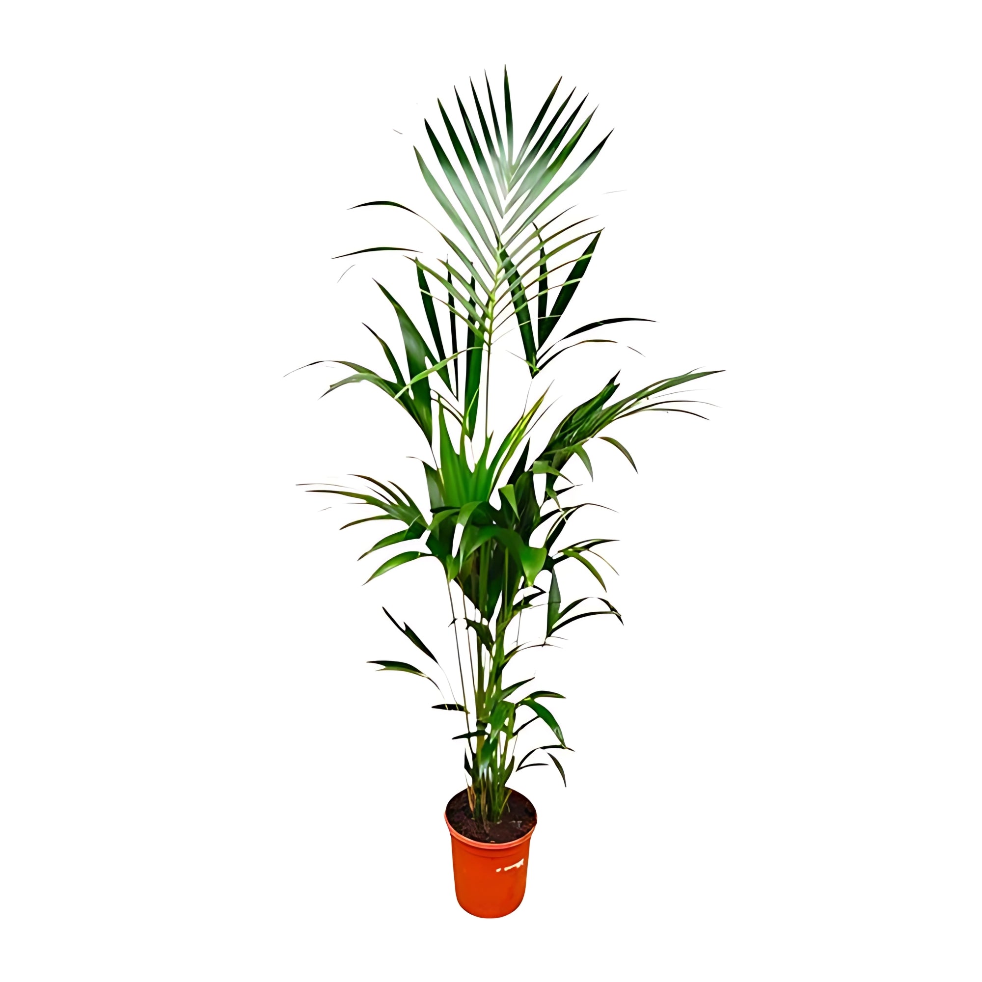 Kentia palm ↕180cm - Ø24cm