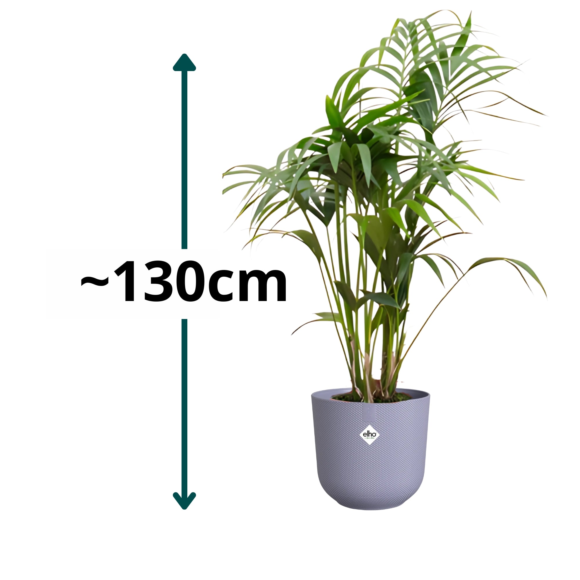 Kentia Palm ↕130cm - Ø26cm | Met ronde Elho Jazz pot - Lavendel Lila