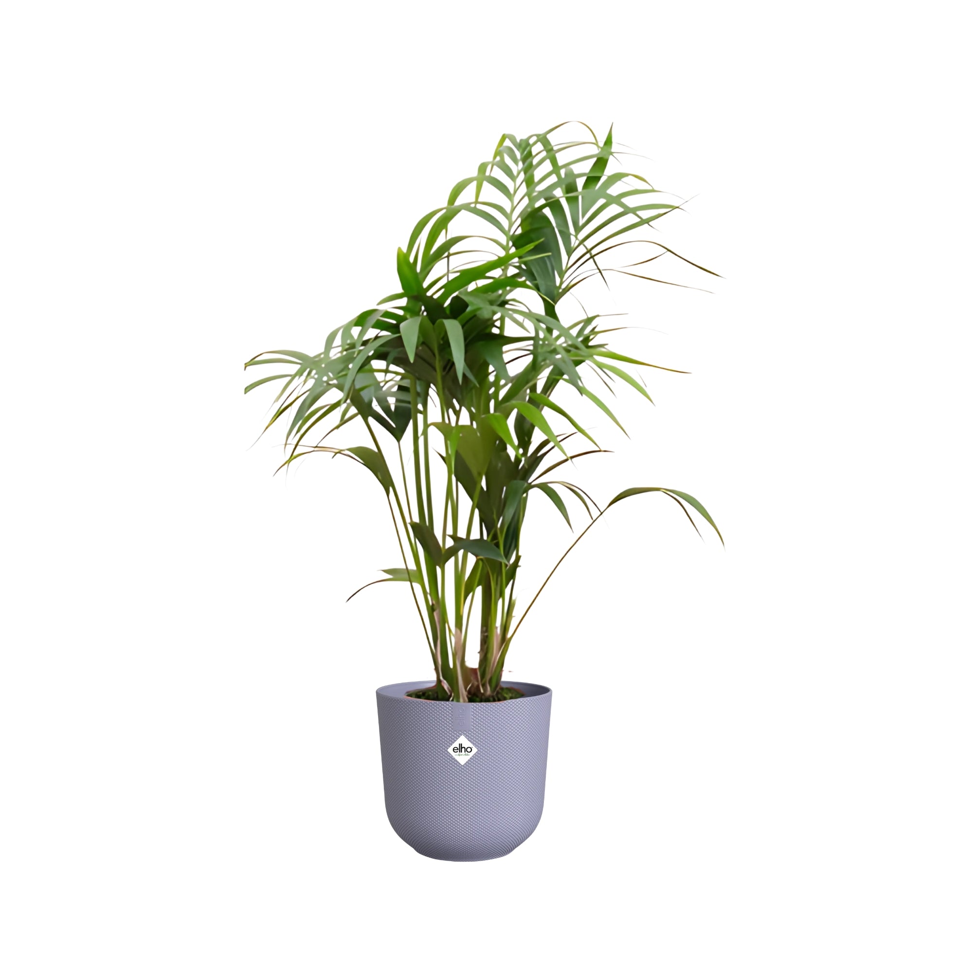 Kentia Palm ↕130cm - Ø26cm | Met ronde Elho Jazz pot - Lavendel Lila