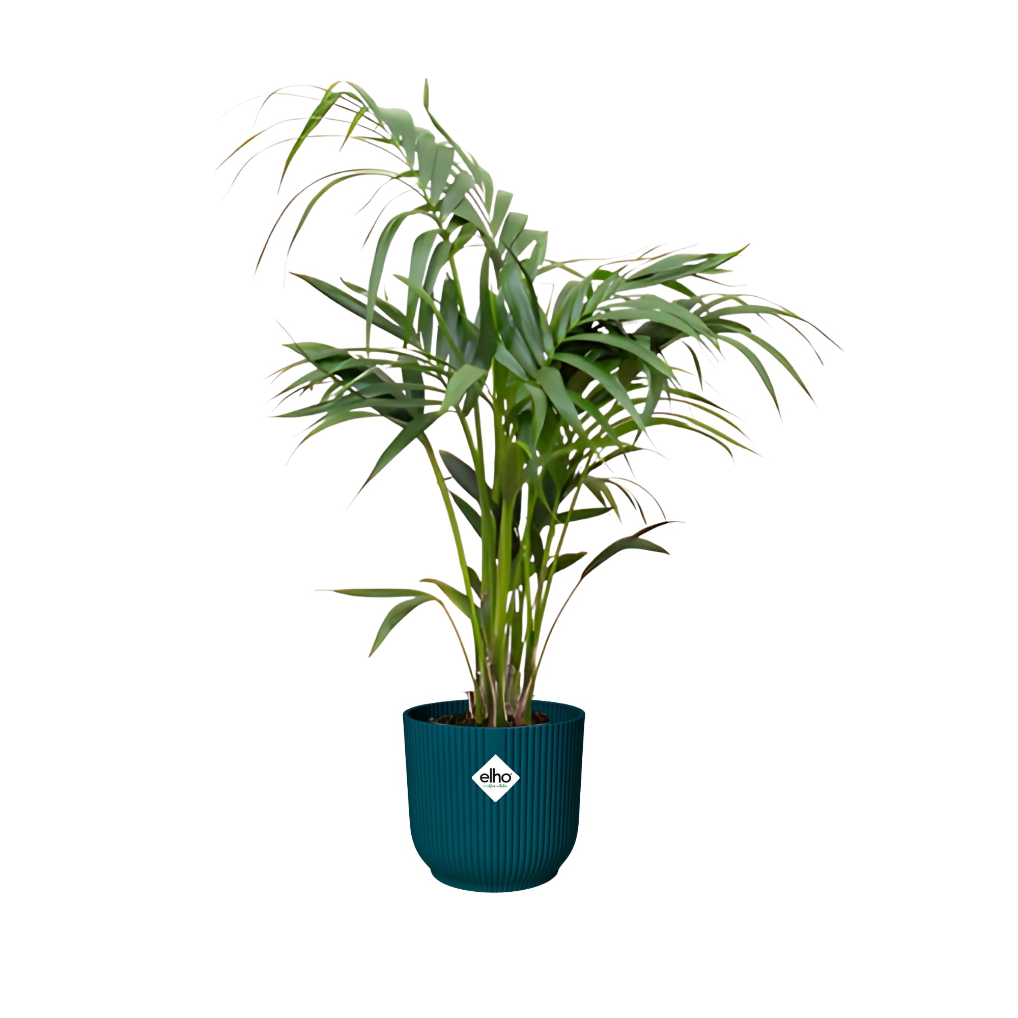 Kentia Palm ↕130cm - Ø25cm | Met ronde Elho Vibes Fold pot - Diepblauw