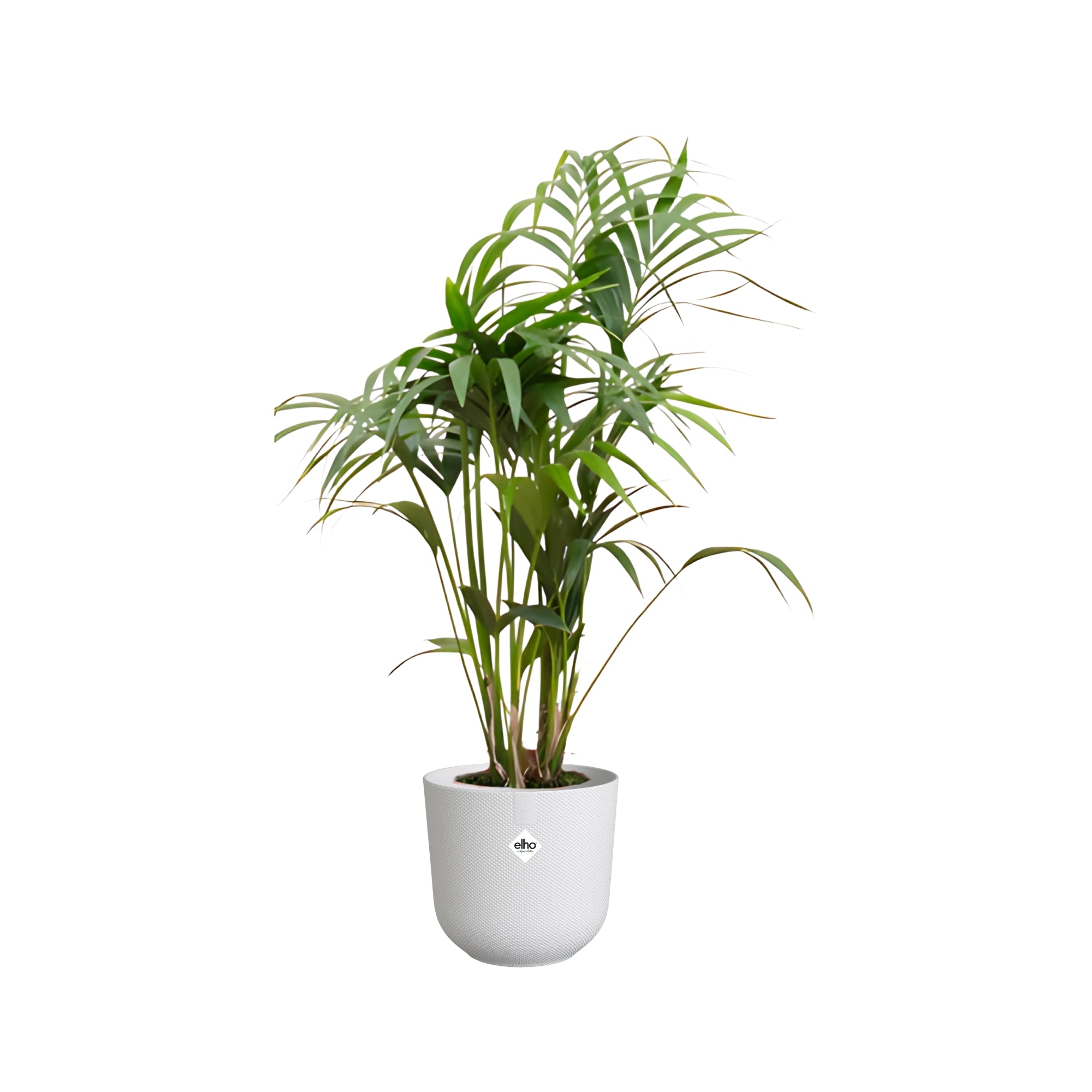Kentia Palm ↕130cm - Ø26cm | Met ronde Elho Jazz pot - Zijdewit