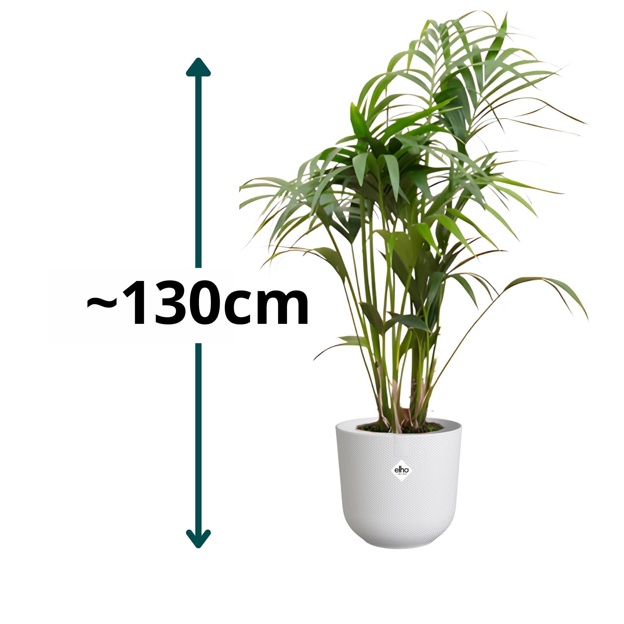 Kentia Palm ↕130cm - Ø26cm | Met ronde Elho Jazz pot - Zijdewit