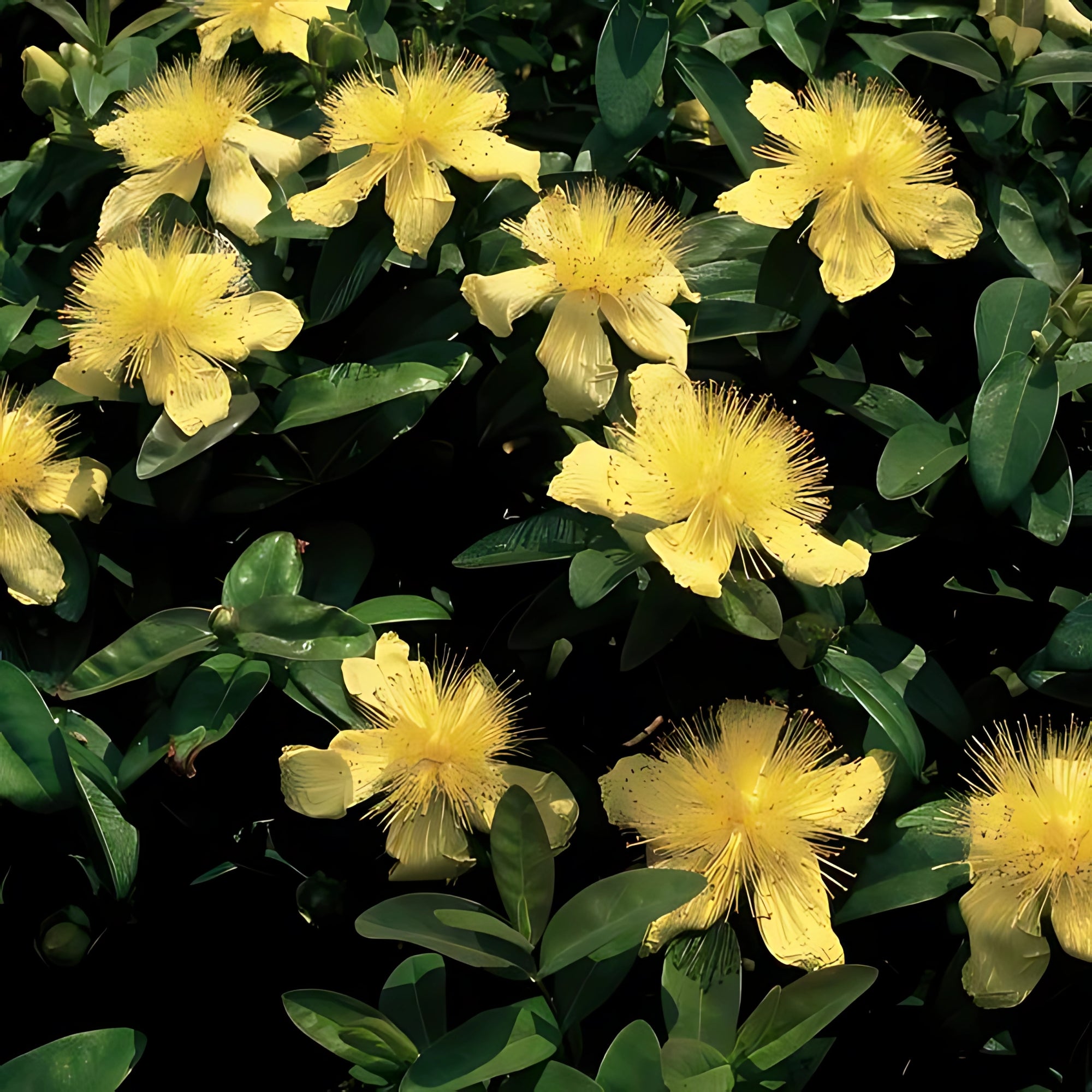 Sfeerafbeelding van planten