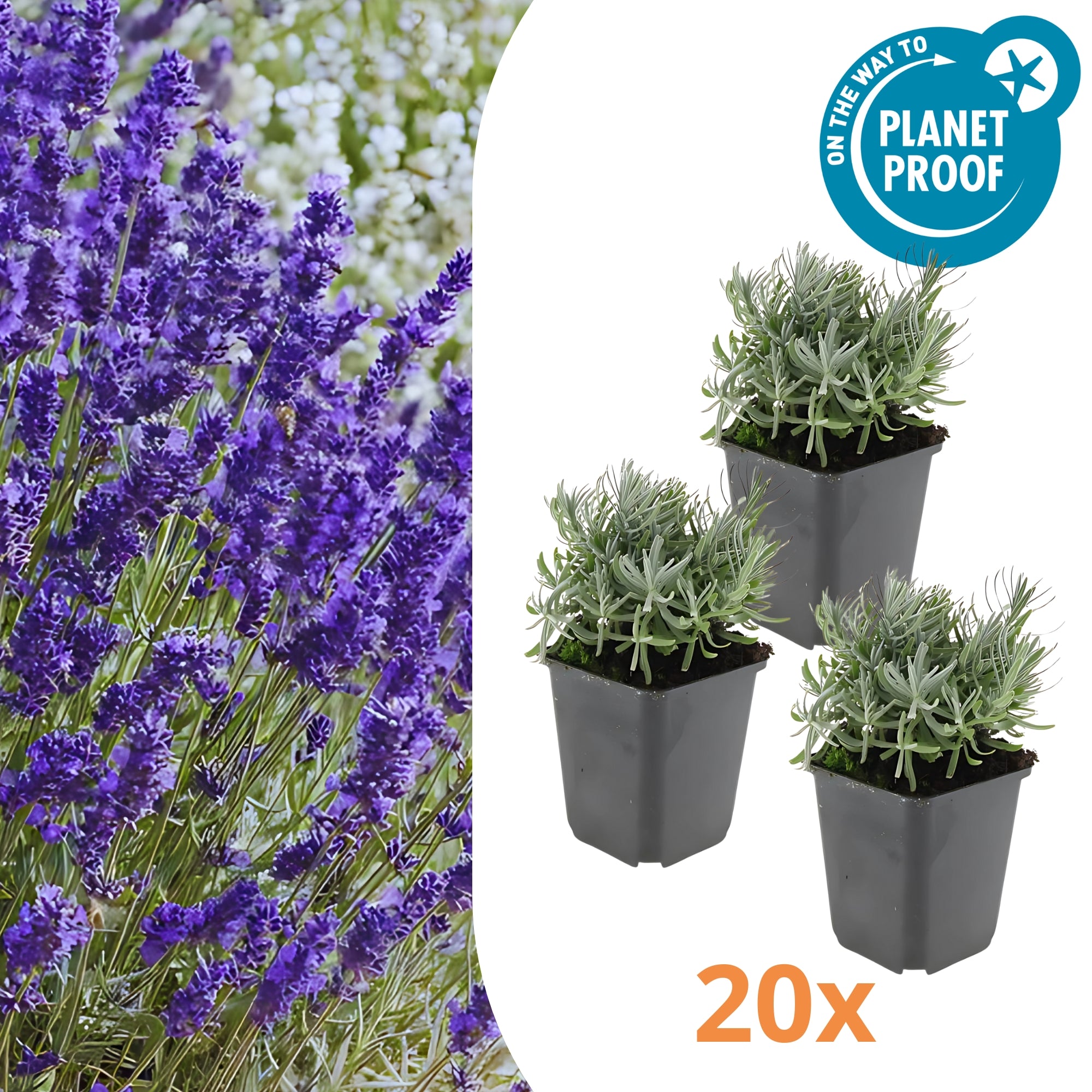 20x Lavendel 'hidcote' - ↕10-25cm - Ø9cm