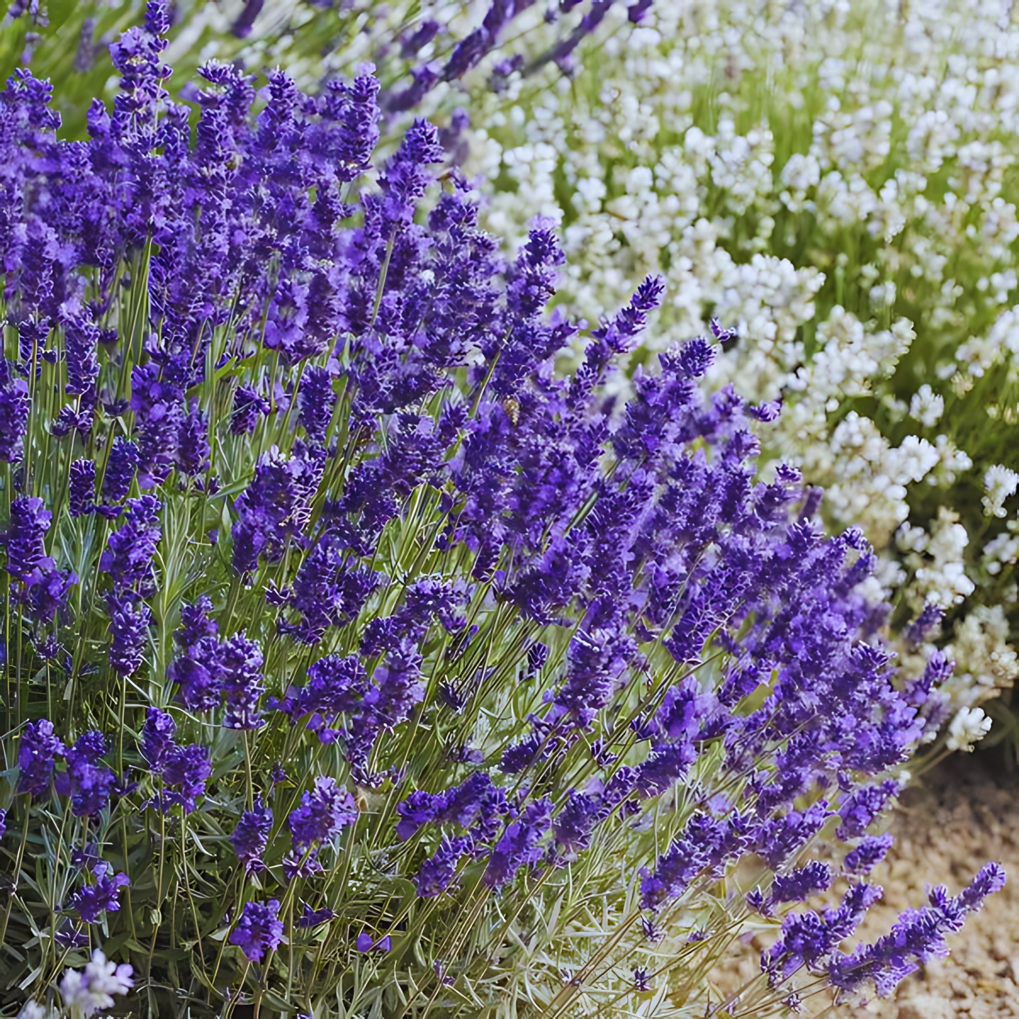 6x Lavendel 'hidcote' - ↕10-25cm - Ø9cm