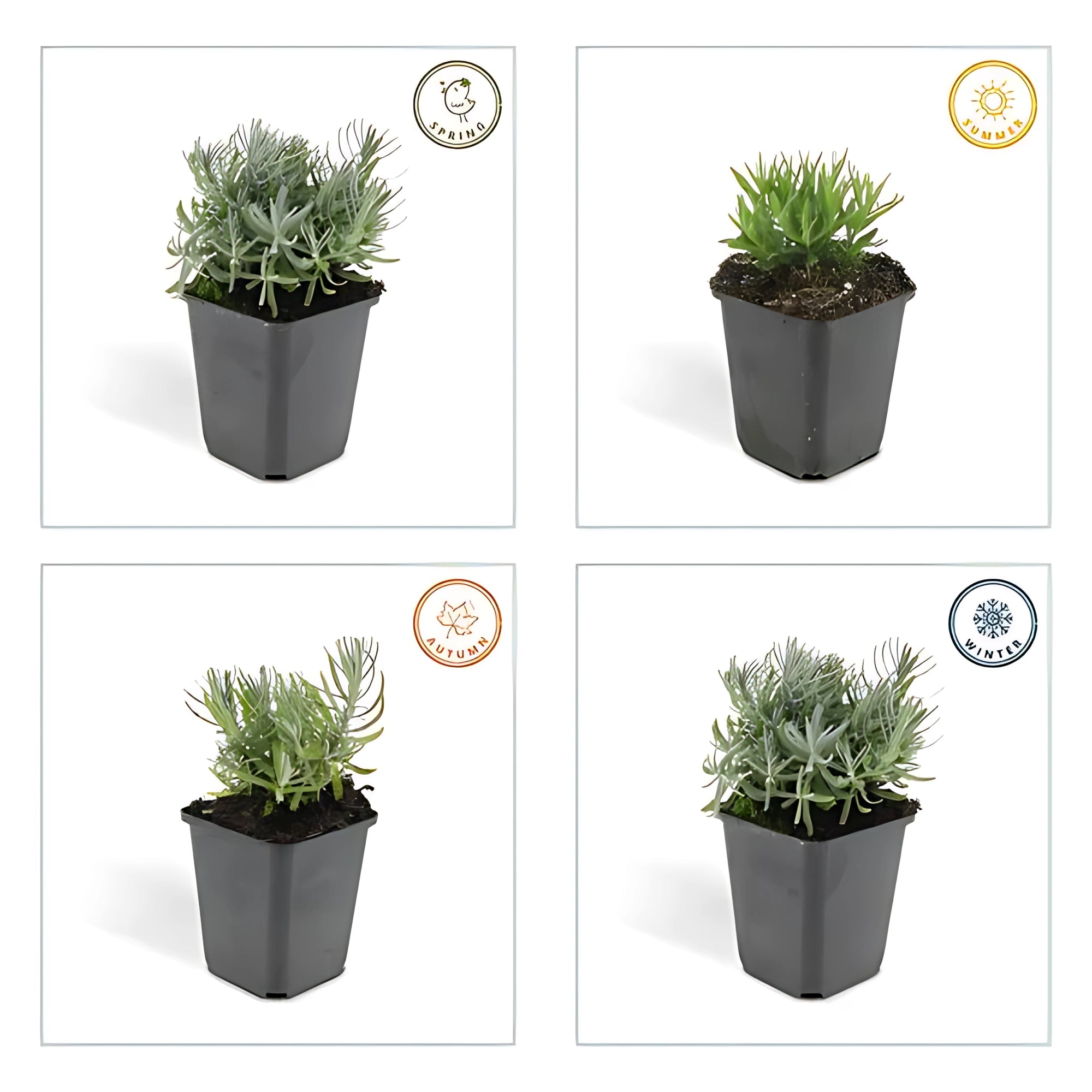 6x Lavendel 'hidcote' - ↕10-25cm - Ø9cm
