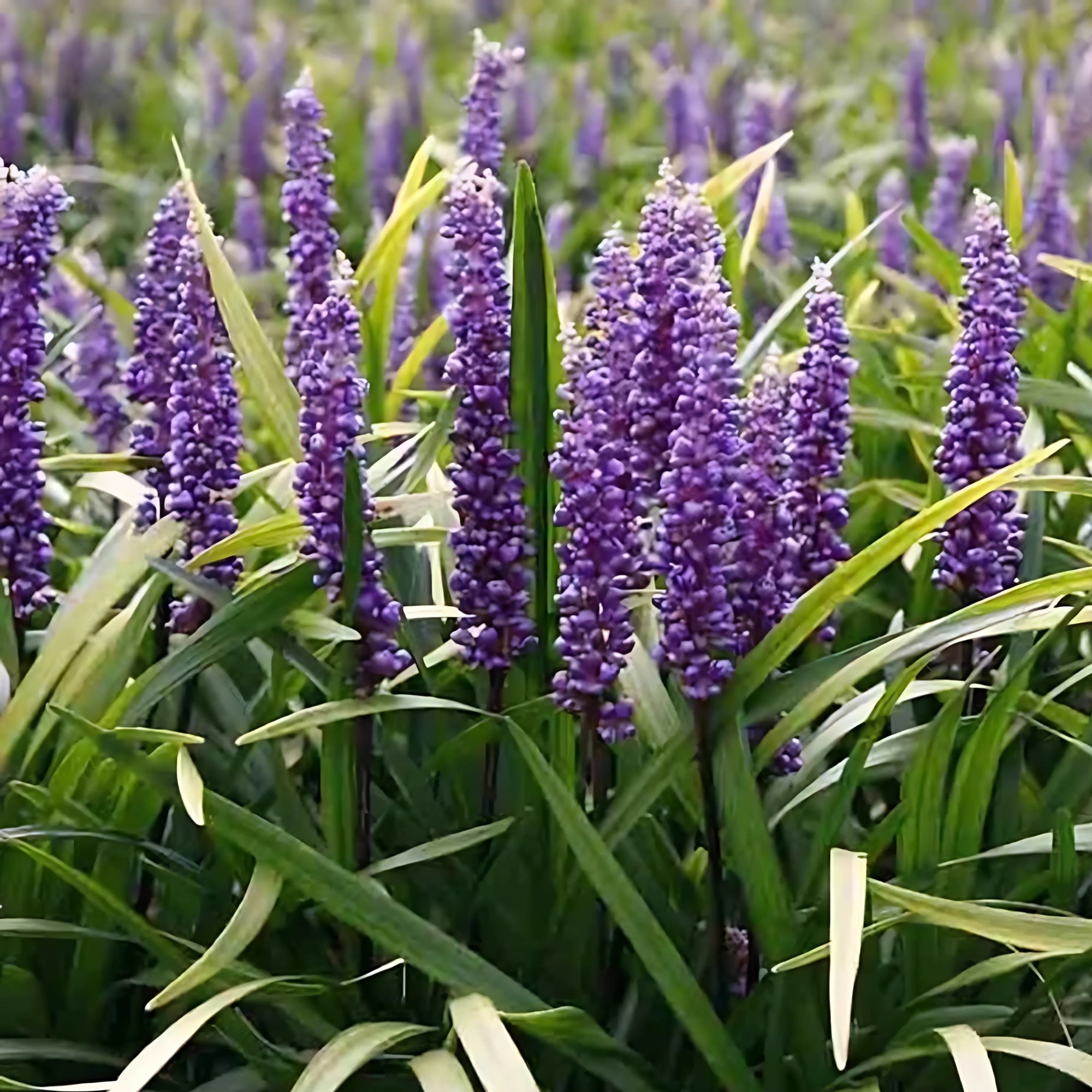 Sfeerafbeelding van planten