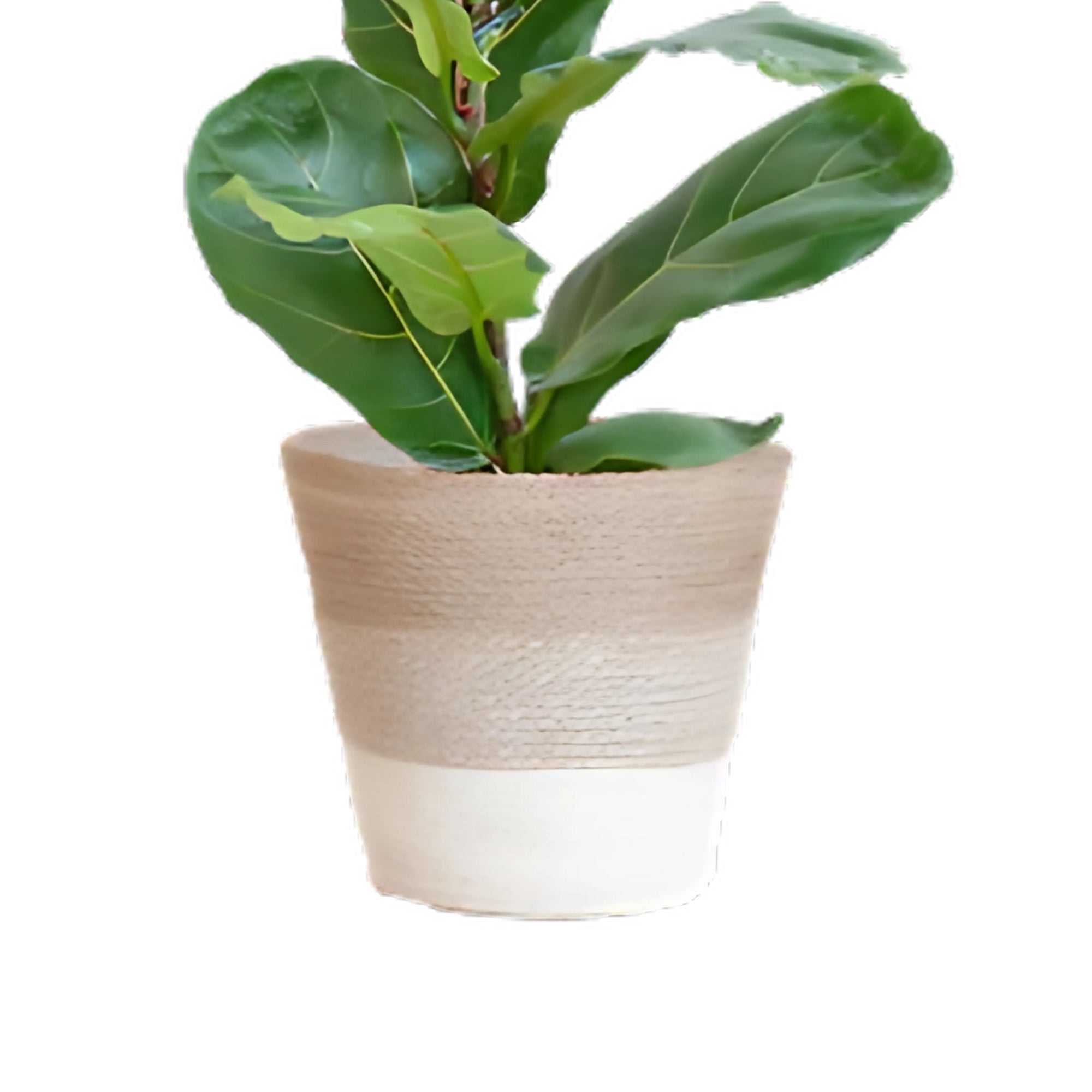 Vioolbladplant struik ↕80cm - Ø21cm | Met Lissabon mand - Wit