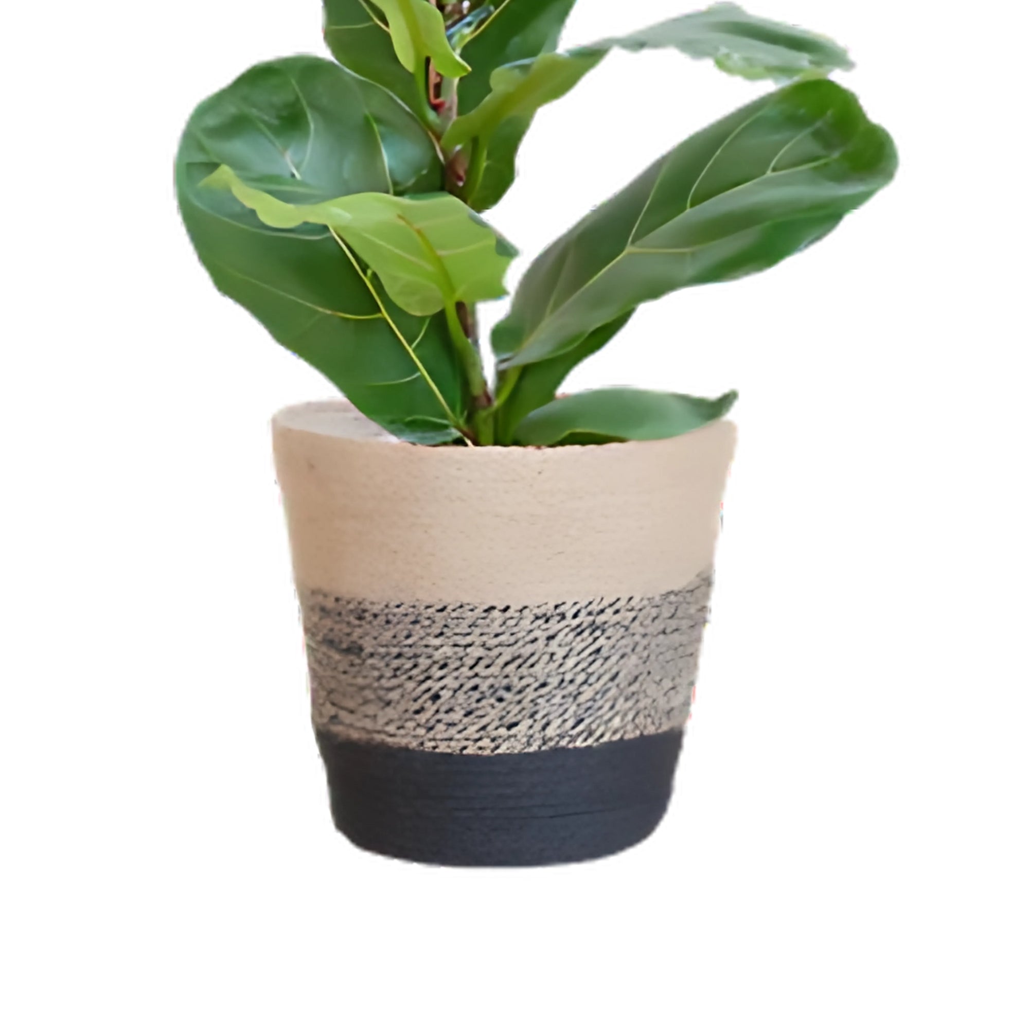 Vioolbladplant struik ↕80cm - Ø21cm | Met Lissabon mand - Zwart