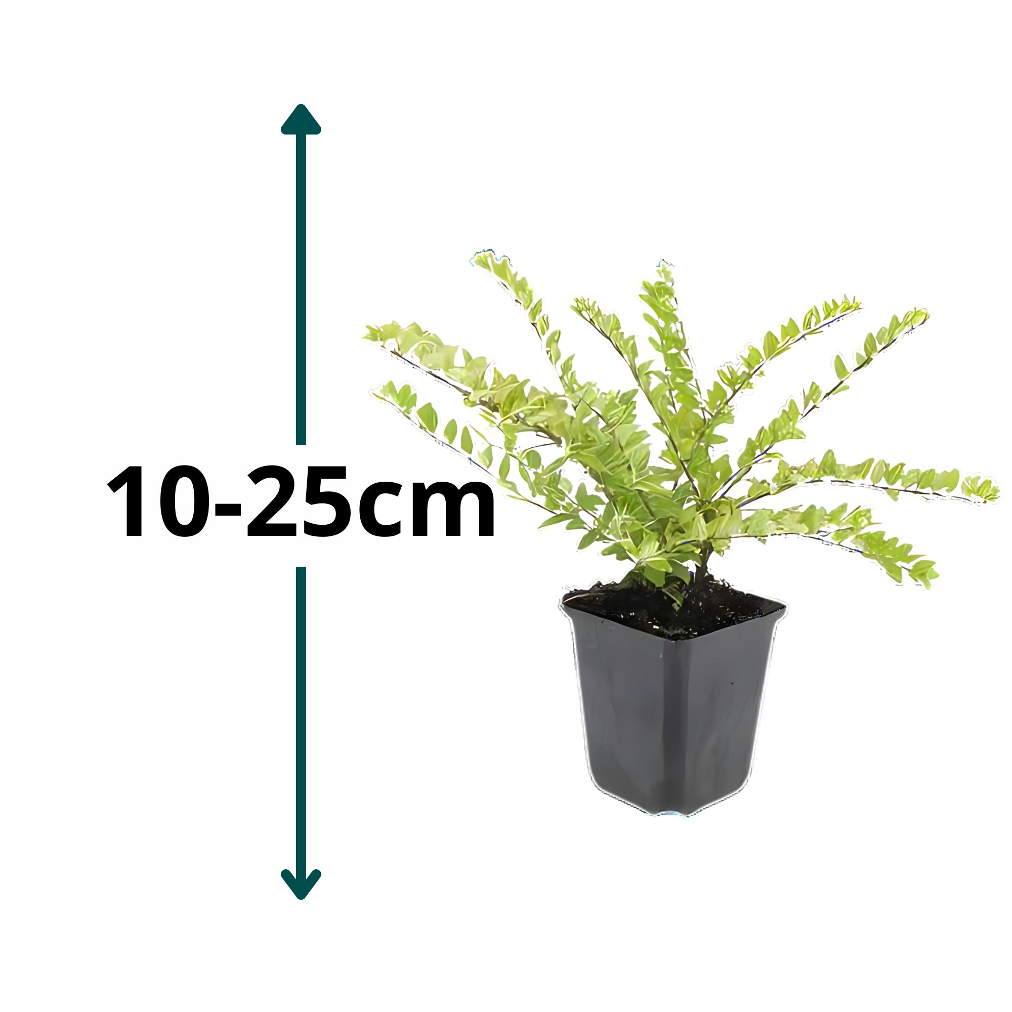 60x Chinese kamperfoelie - ↕10-25cm - Ø9cm
