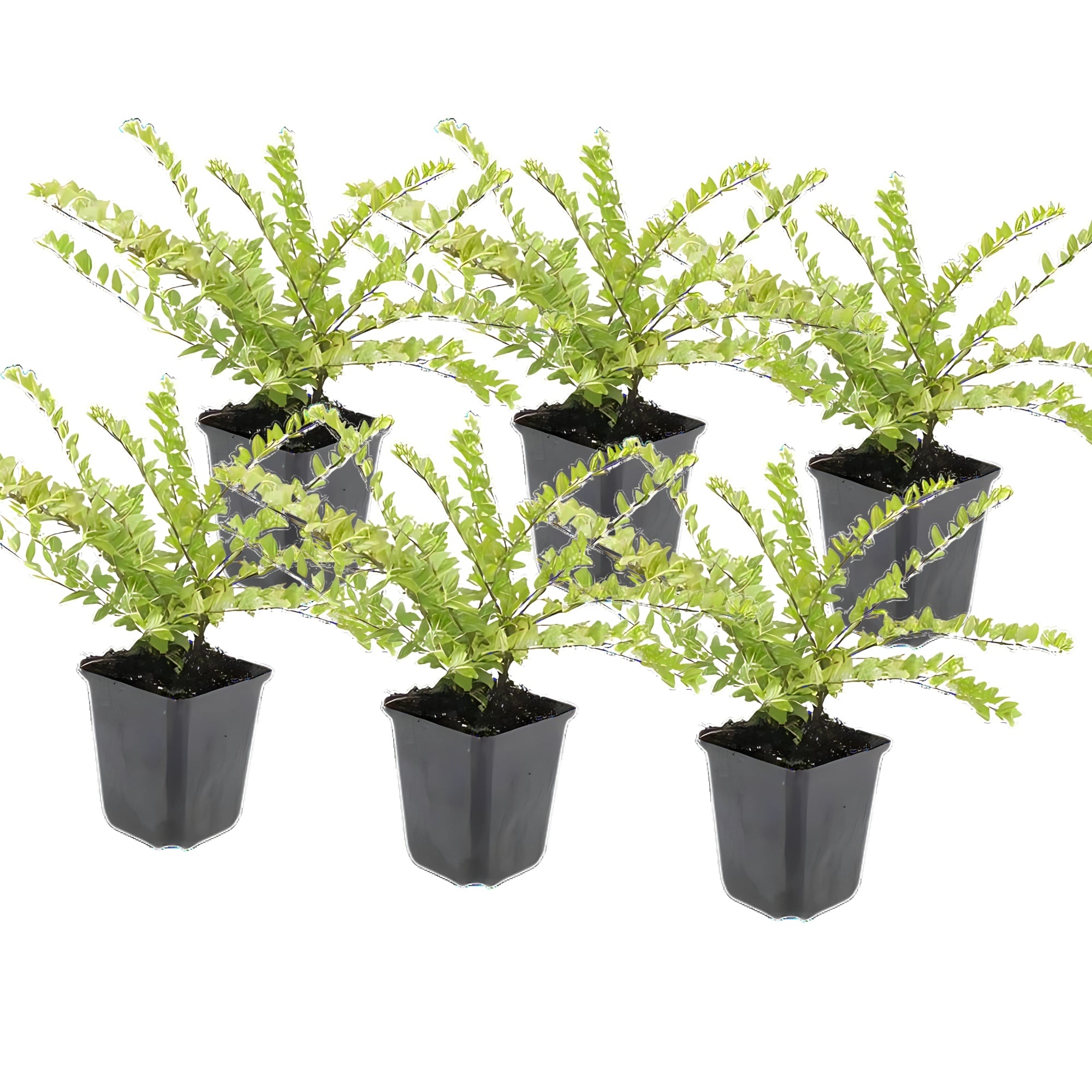 60x Chinese kamperfoelie - ↕10-25cm - Ø9cm